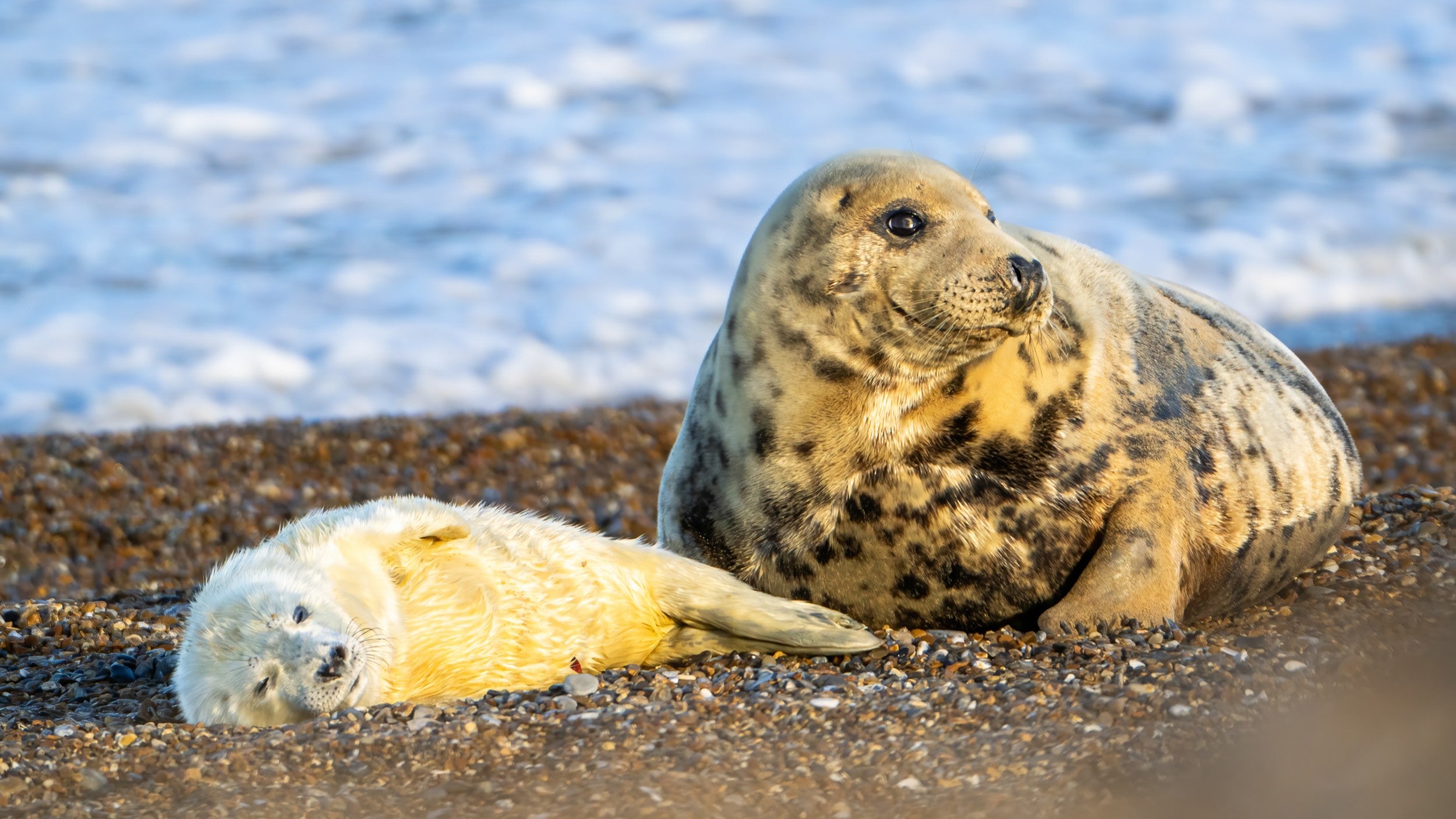 Female seal and pup on Blakeney Point