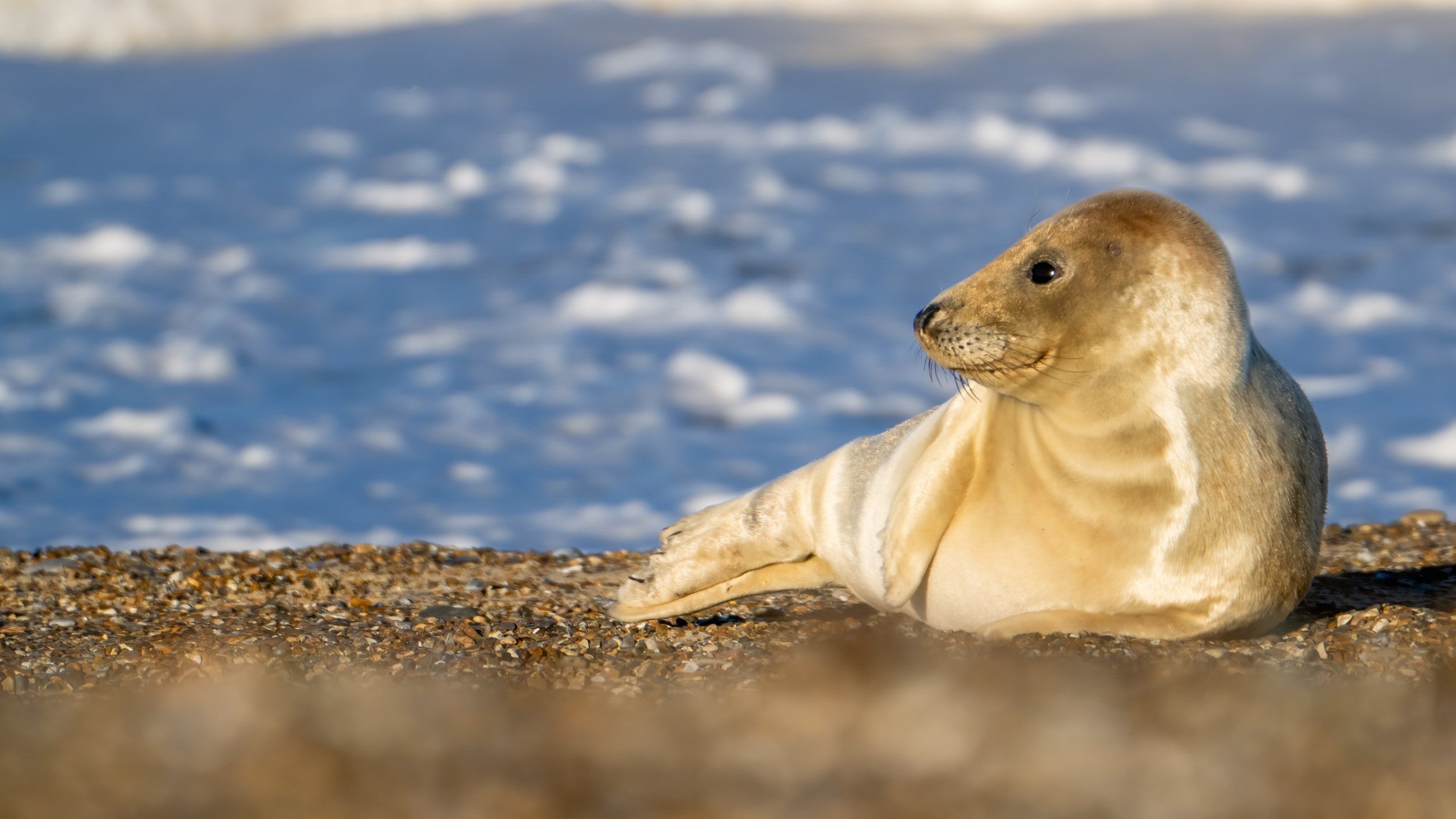 Young seal on shingle at Blakeney National Nature Reserve