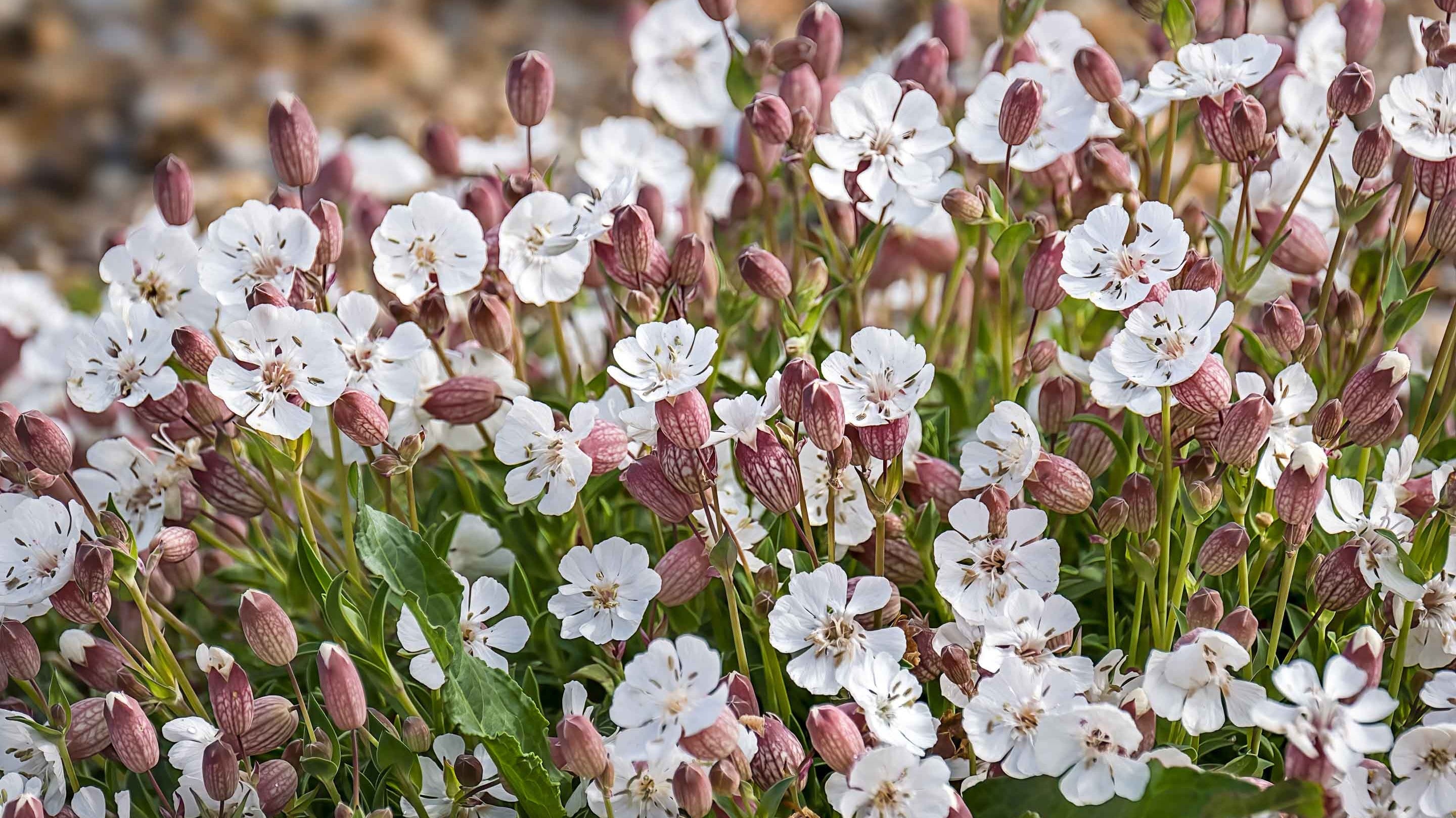Sea Campion at Blakeney Point, Norfolk