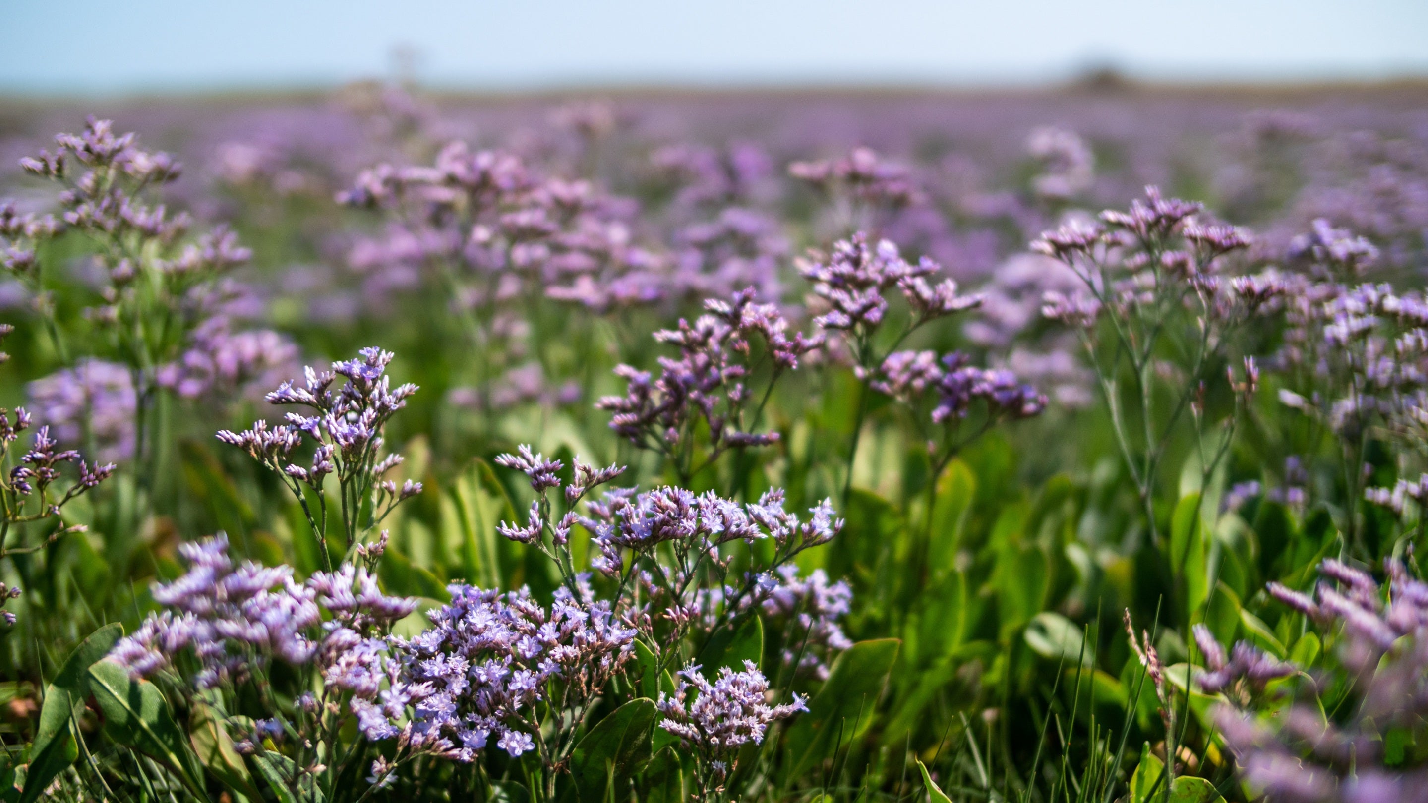 Lafant-y-môr yn blodeuo mewn morfa heli ar ddiwrnod heulog.
