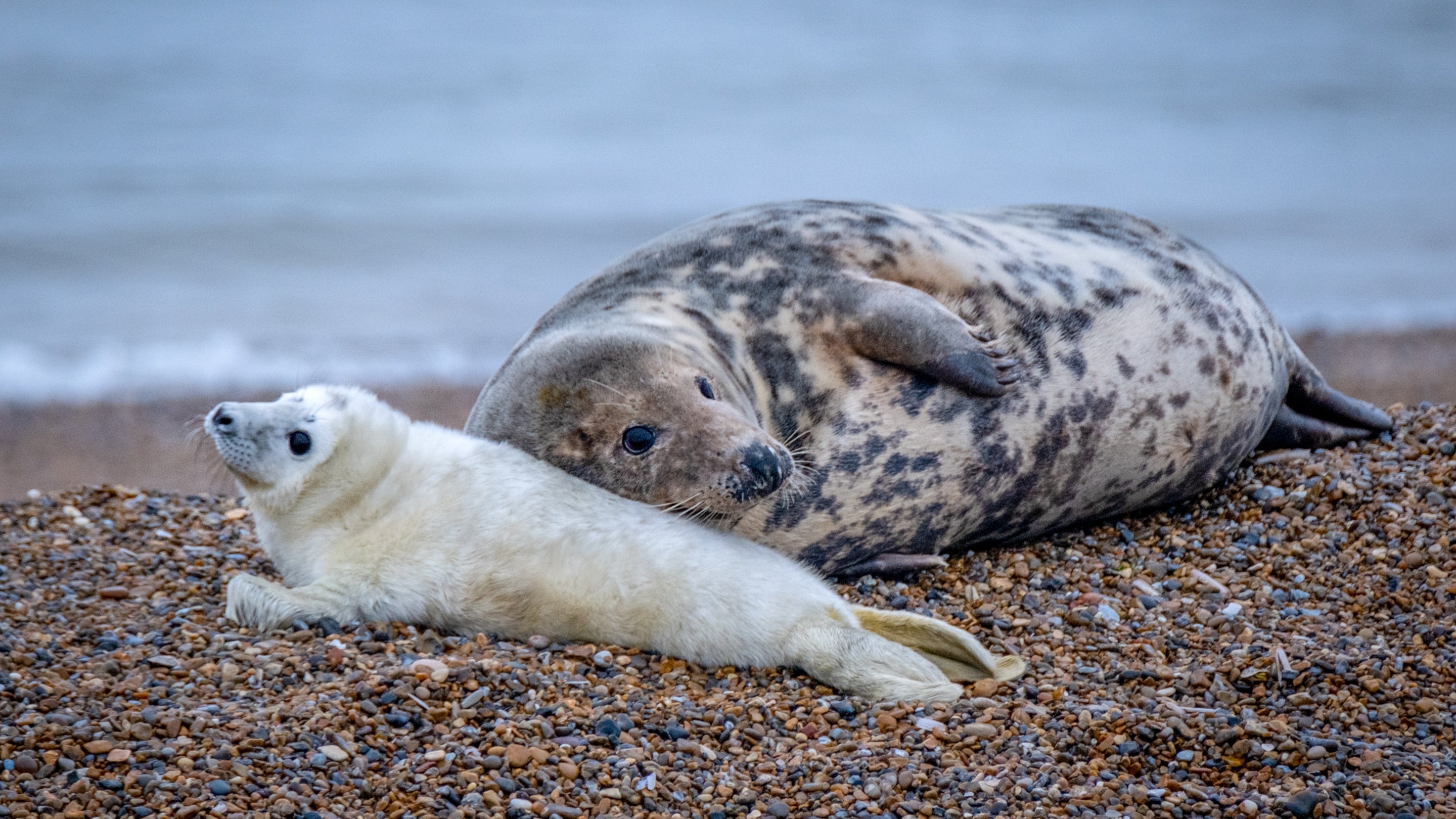 A grey seal and her white pup on a shingle beach at Blakeney Point in Norfolk