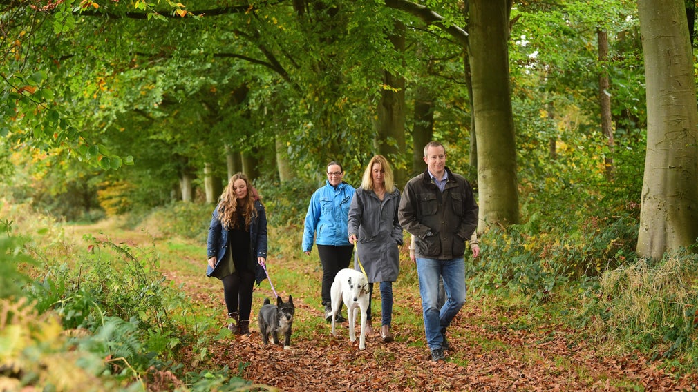 Visitors walking in the woodland at Blickling, Norfolk