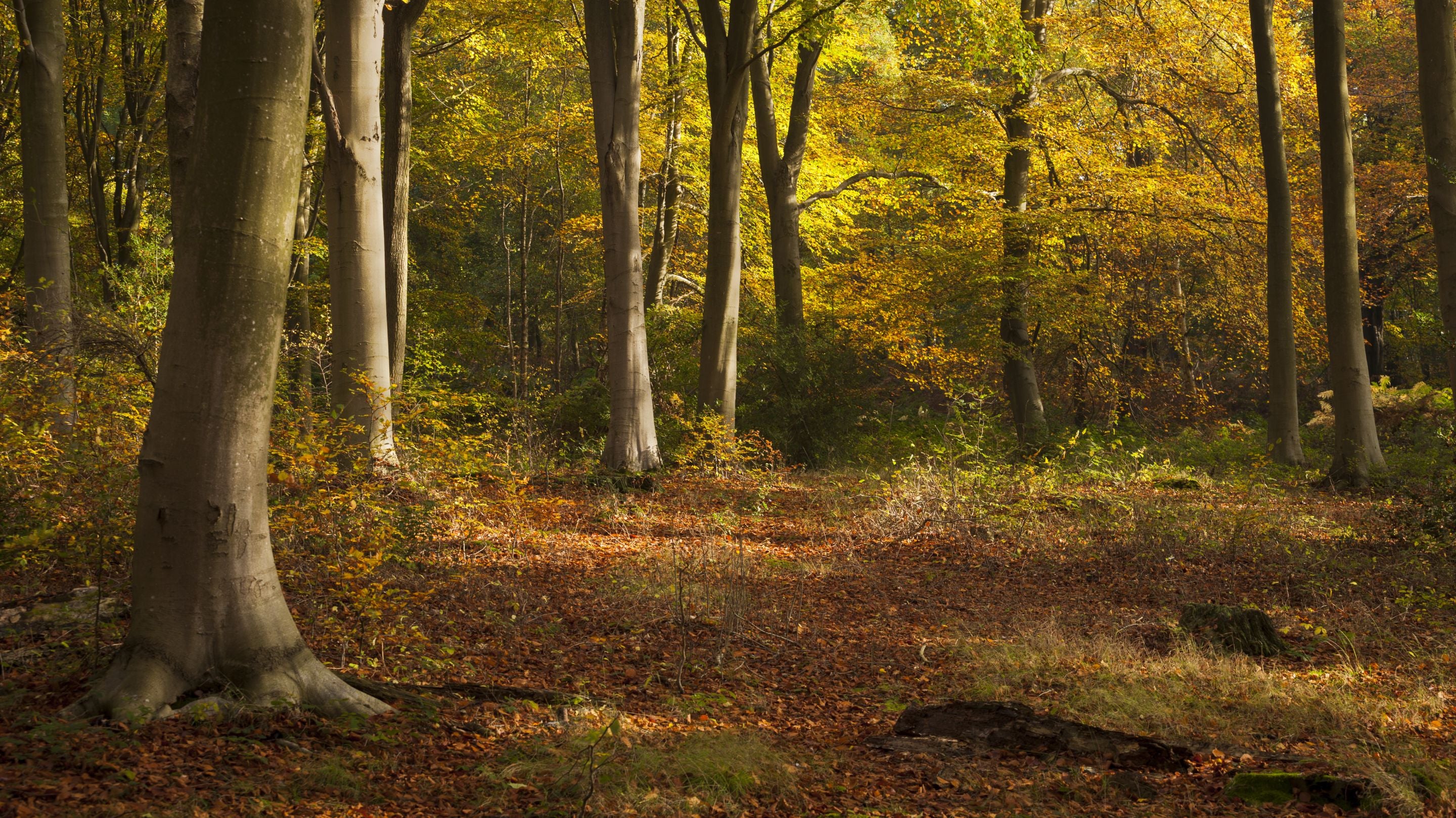 Autumn trees in woodland