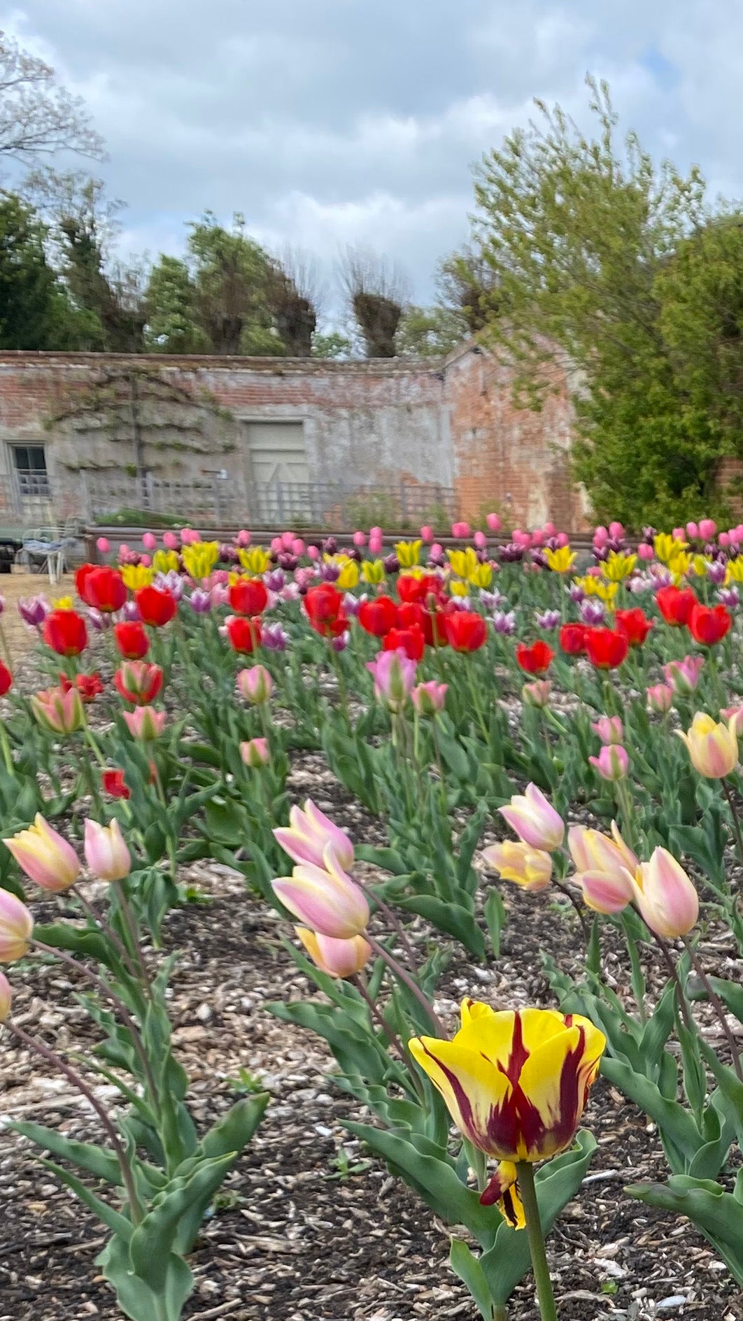 Tulips flowering in the Walled Garden at Blickling Estate, Norfolk