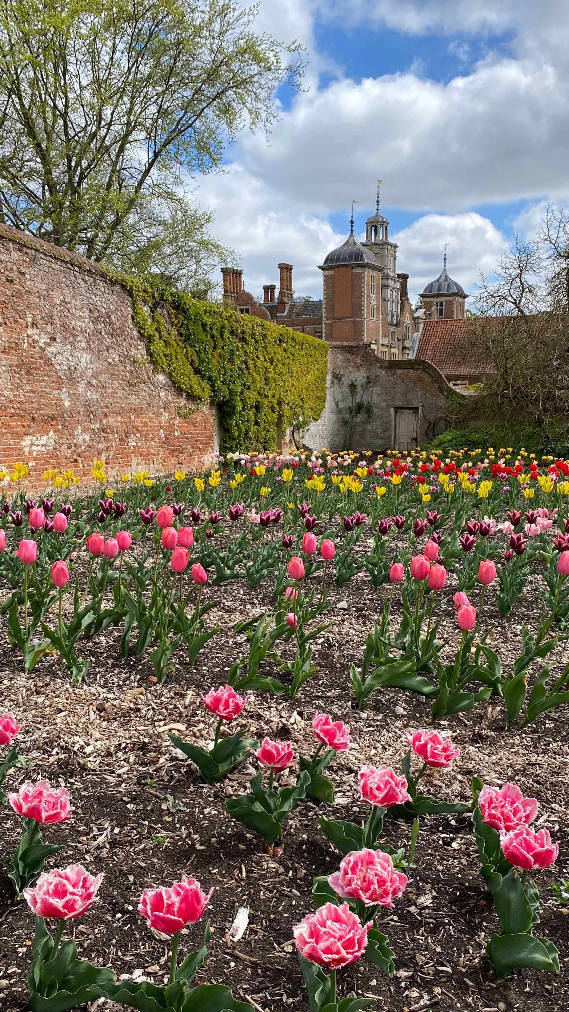 Tulips in the Walled Garden at Blickling Estate, Norfolk