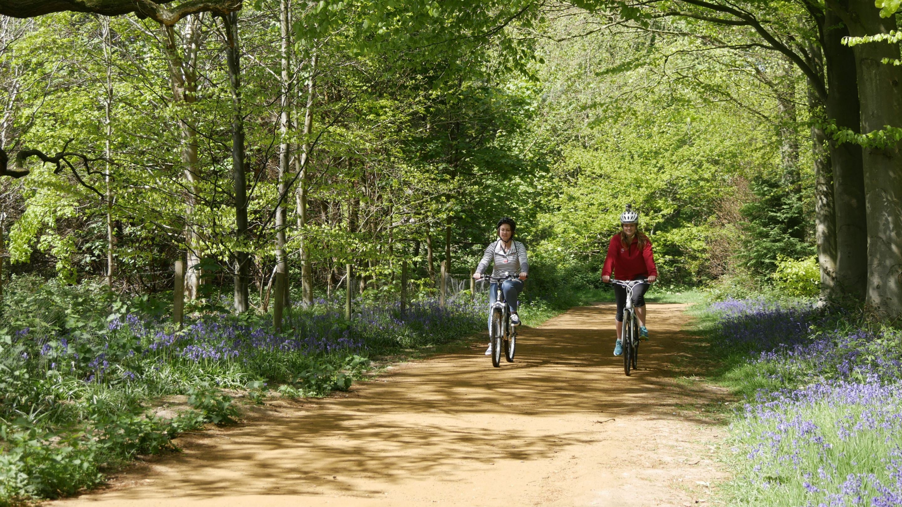 Visitors enjoying a bike ride through the shaded bluebell woodland on the Blickling Estate, Norfolk