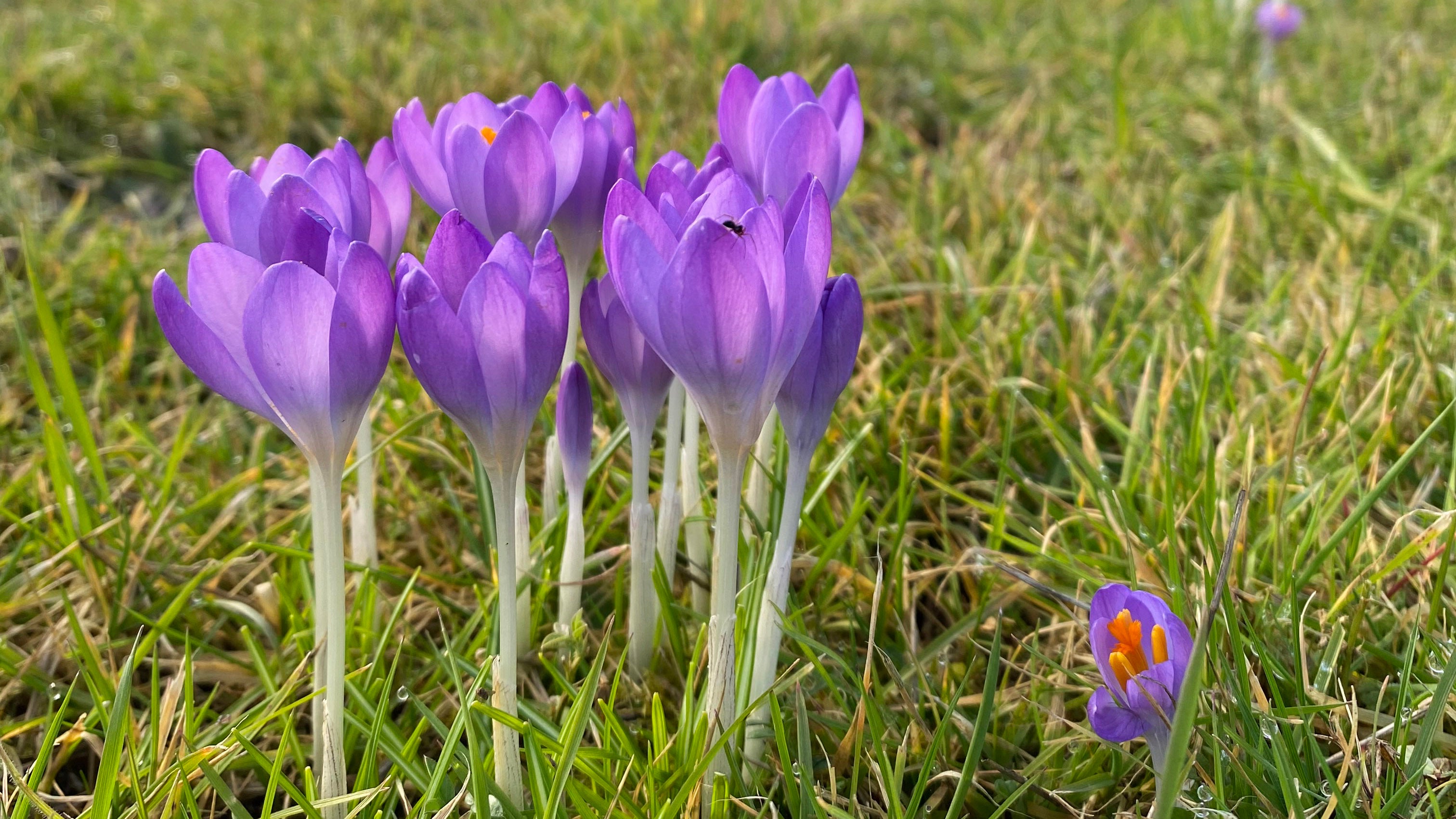 Crocuses in the Orchard Garden at Blickling Estate, Norfolk
