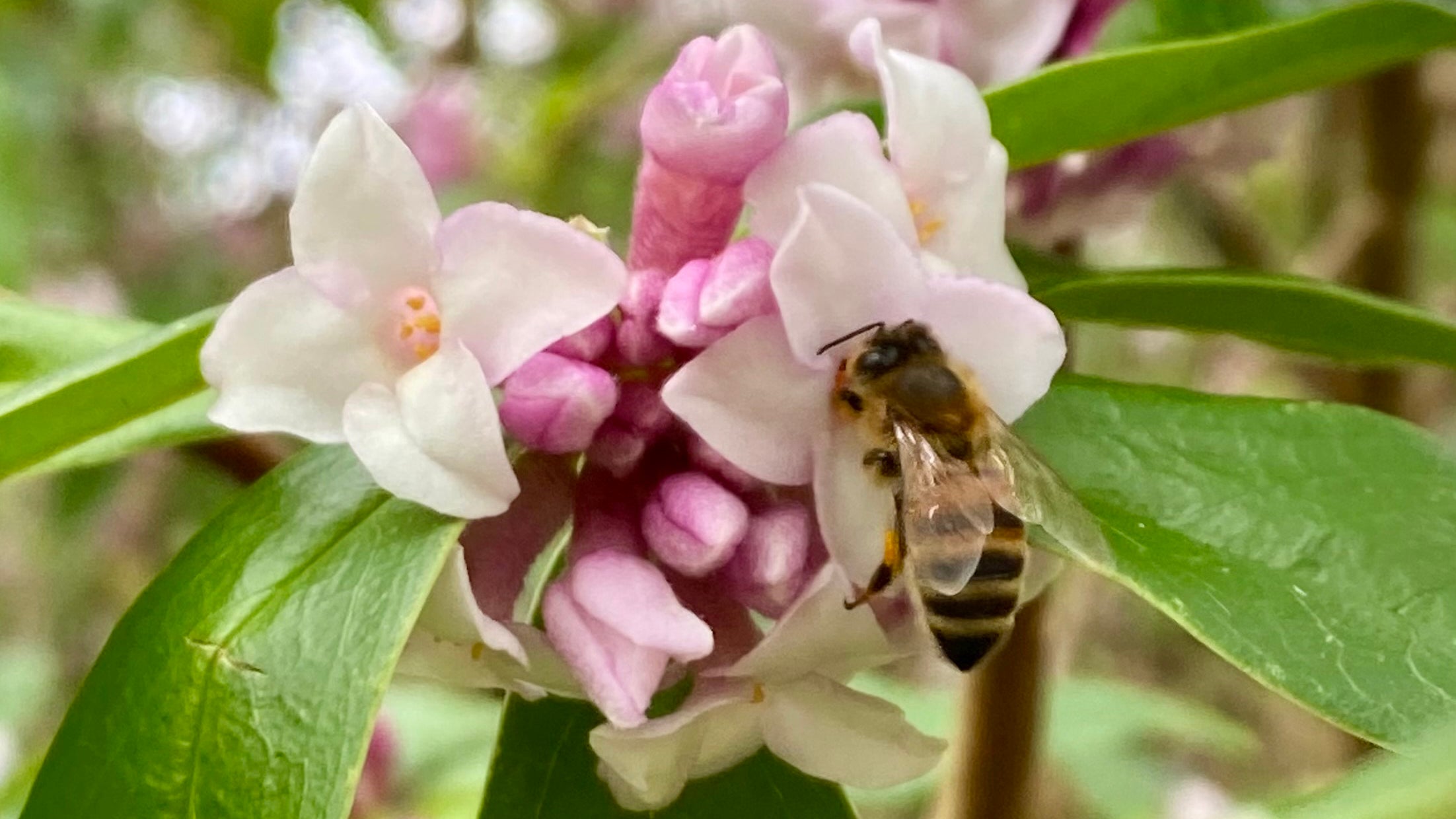 Scented Daphne flowering in the Winter Garden, Blickling Estate, Norfolk