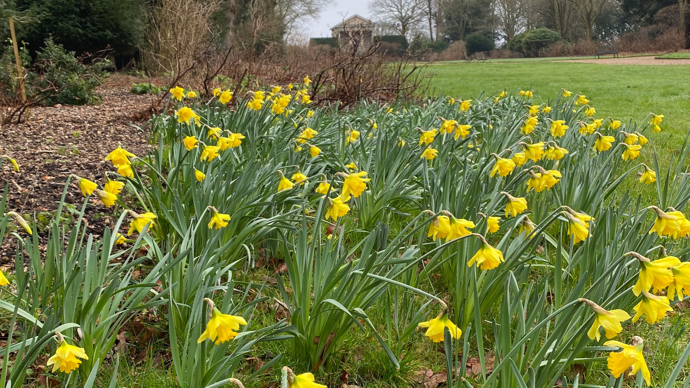 Early Sensation Daffodils line Temple Walk in the Garden at Blickling Estate, Norfolk