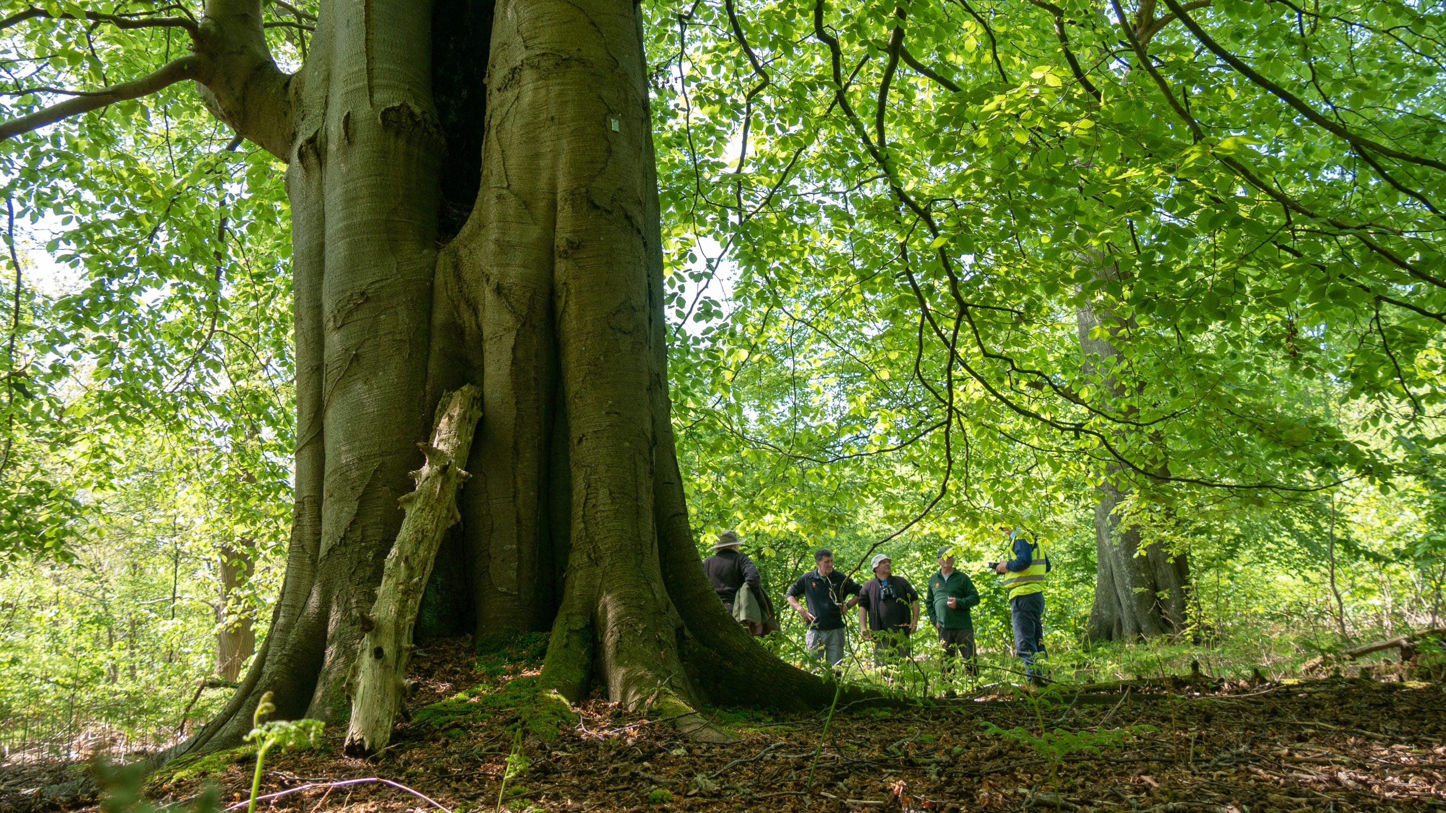 A group of people standing to the right of the base of a massive tree looking very small