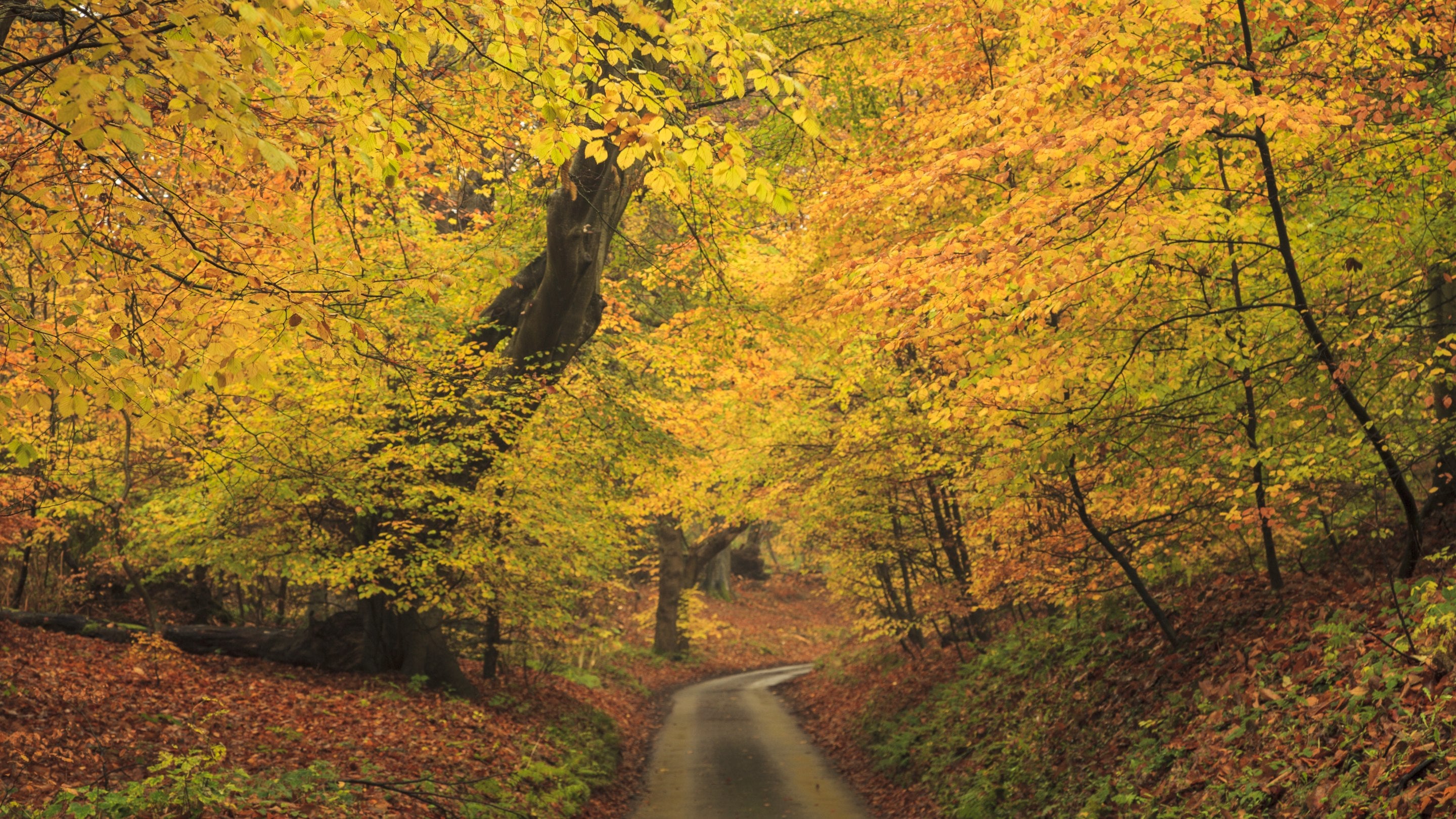 Autumnal colours in the Great Wood, part of the old deer park at Felbrigg Hall, Gardens and Estate, Norfolk