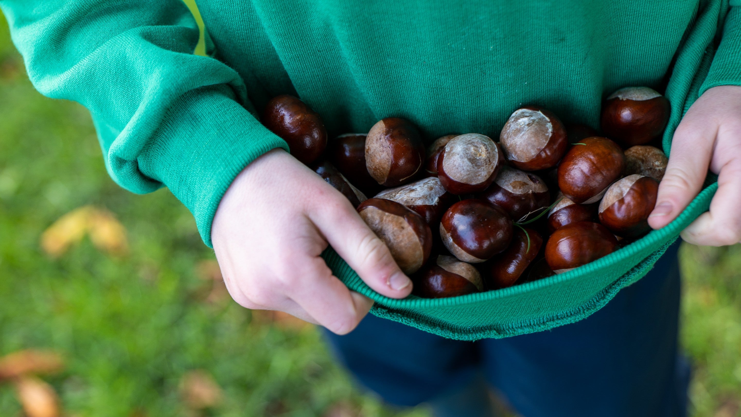 Handfuls of conkers from the park at Felbrigg