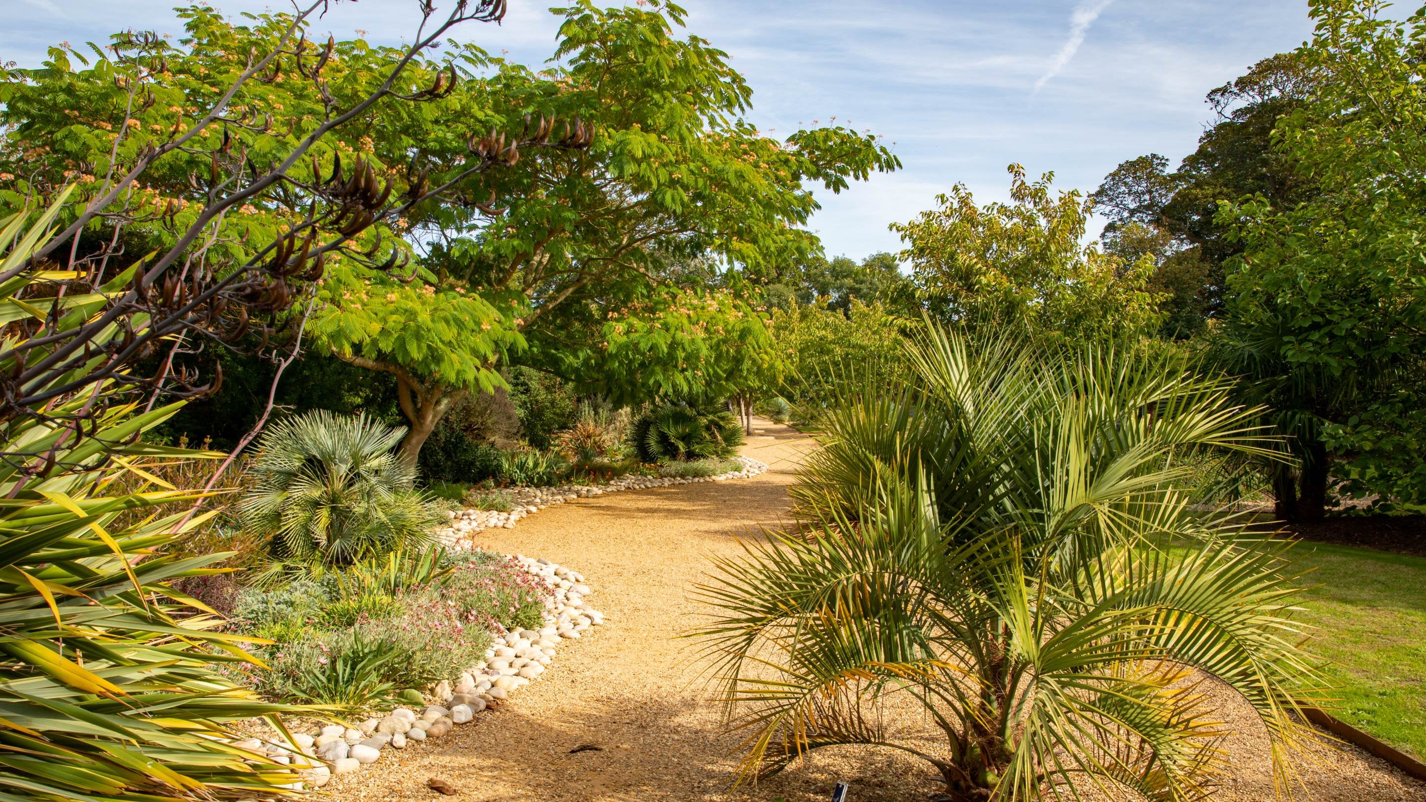 A winding gravel path curves through a lush section of Felbrigg’s Walled Garden, bordered by palms, exotic planting and flowering trees in late summer sunshine.