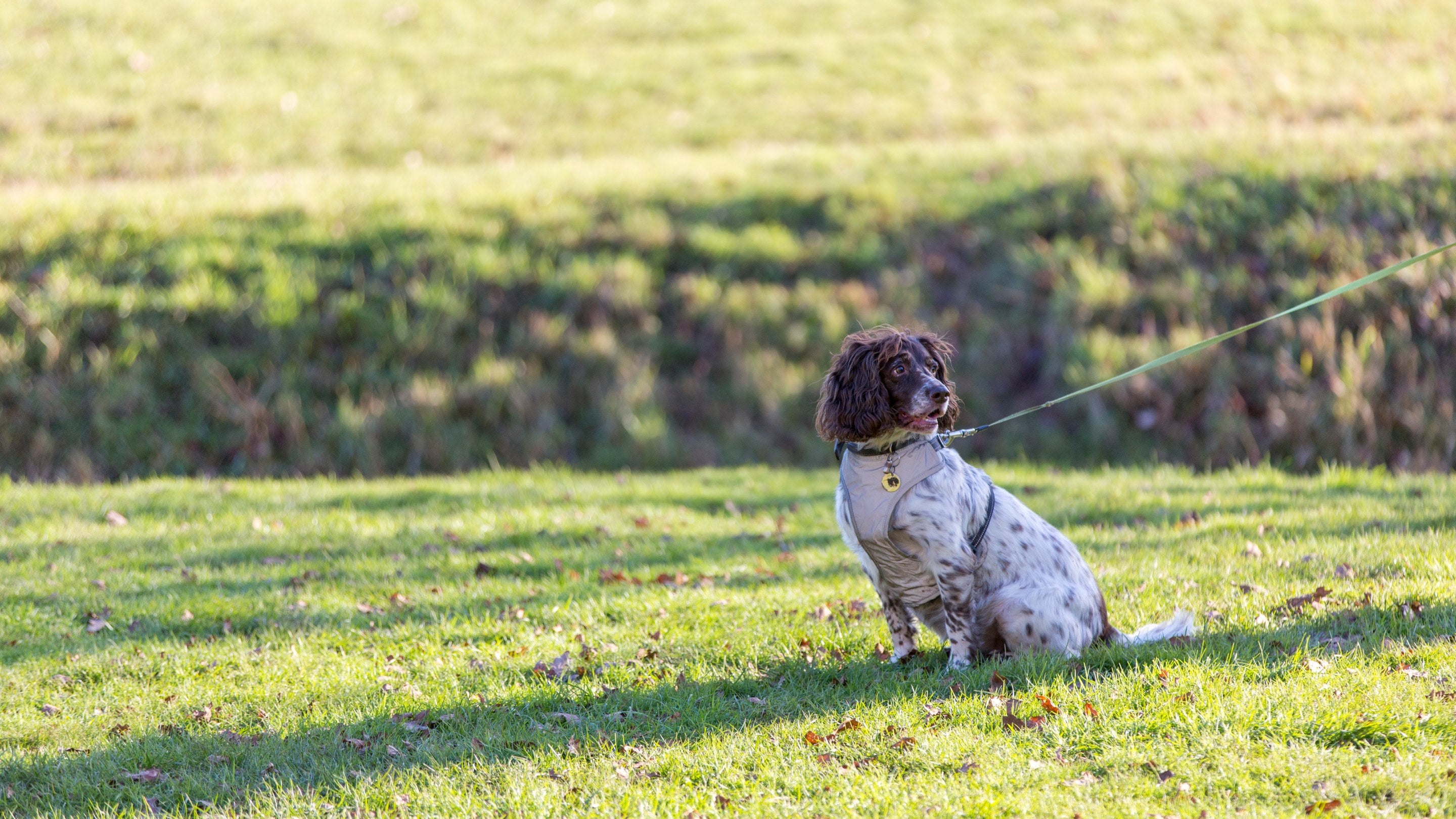 Brown and white spaniel sitting on grass in a park, wearing a coat and attached to a lead.  Provide your feedback on BizChat