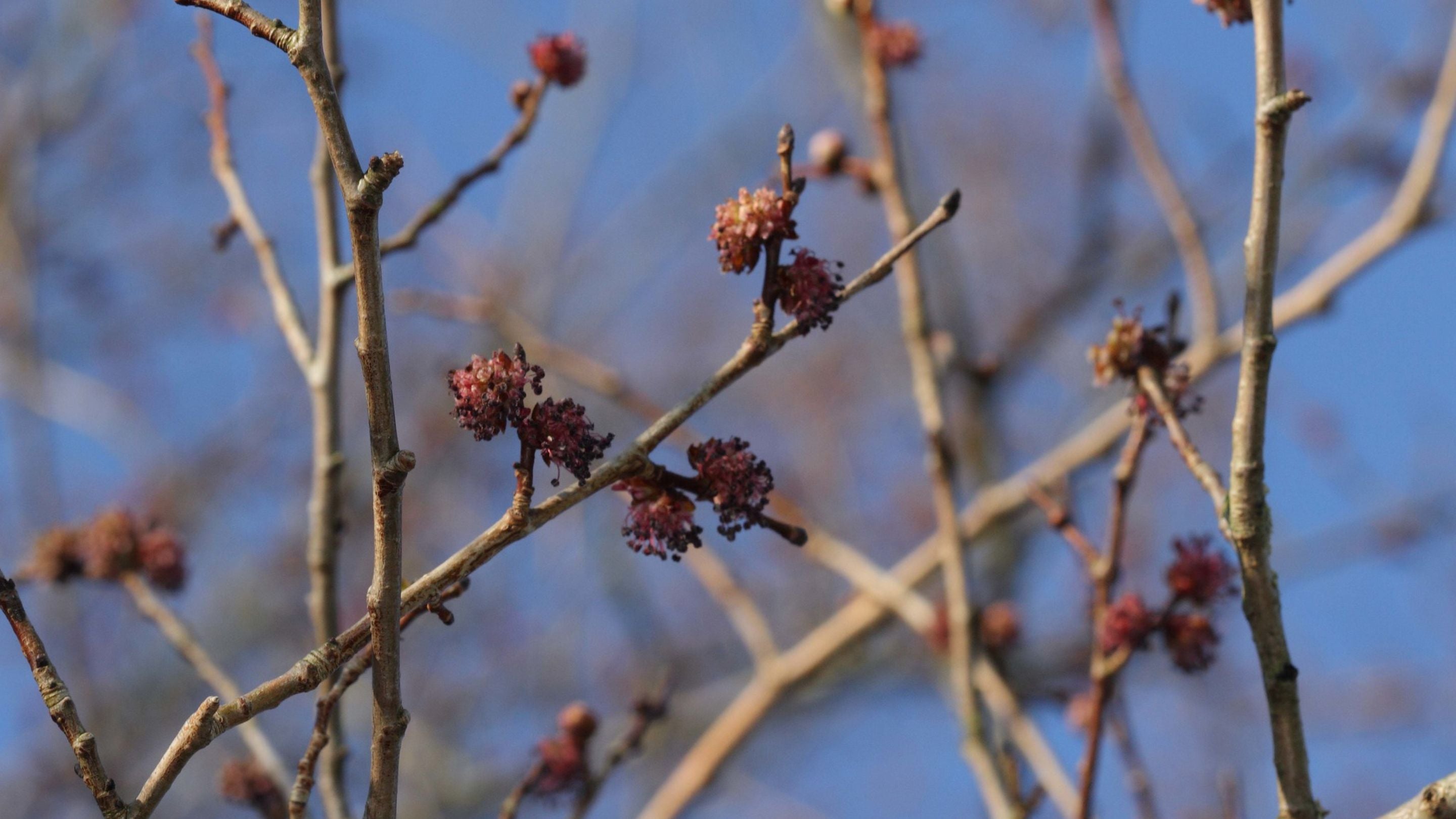 Pink blooms on elm trees against a bright blue sky on the Felbrigg Estate, Norfolk