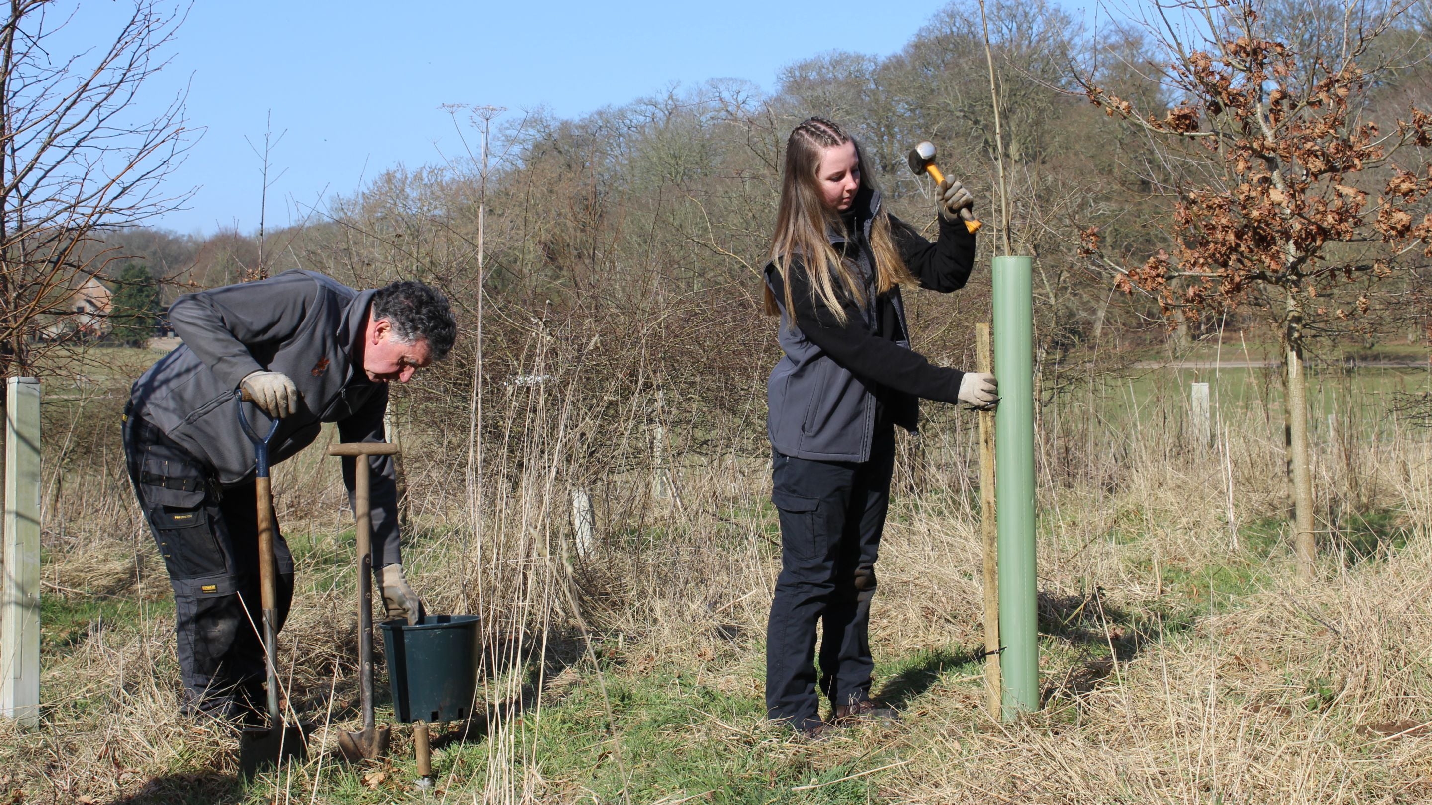 National Trust apprentice hammers in a stake to secure a newly planted Dutch elm disease resistant tree at Felbrigg Estate in Norfolk
