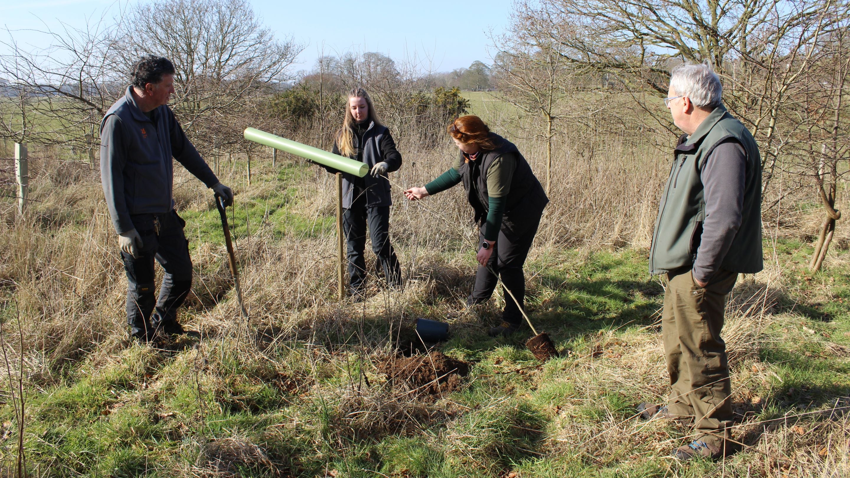 National Trust staff and apprentice plant a Dutch elm disease resistant tree at Felbrigg Estate in Norfolk
