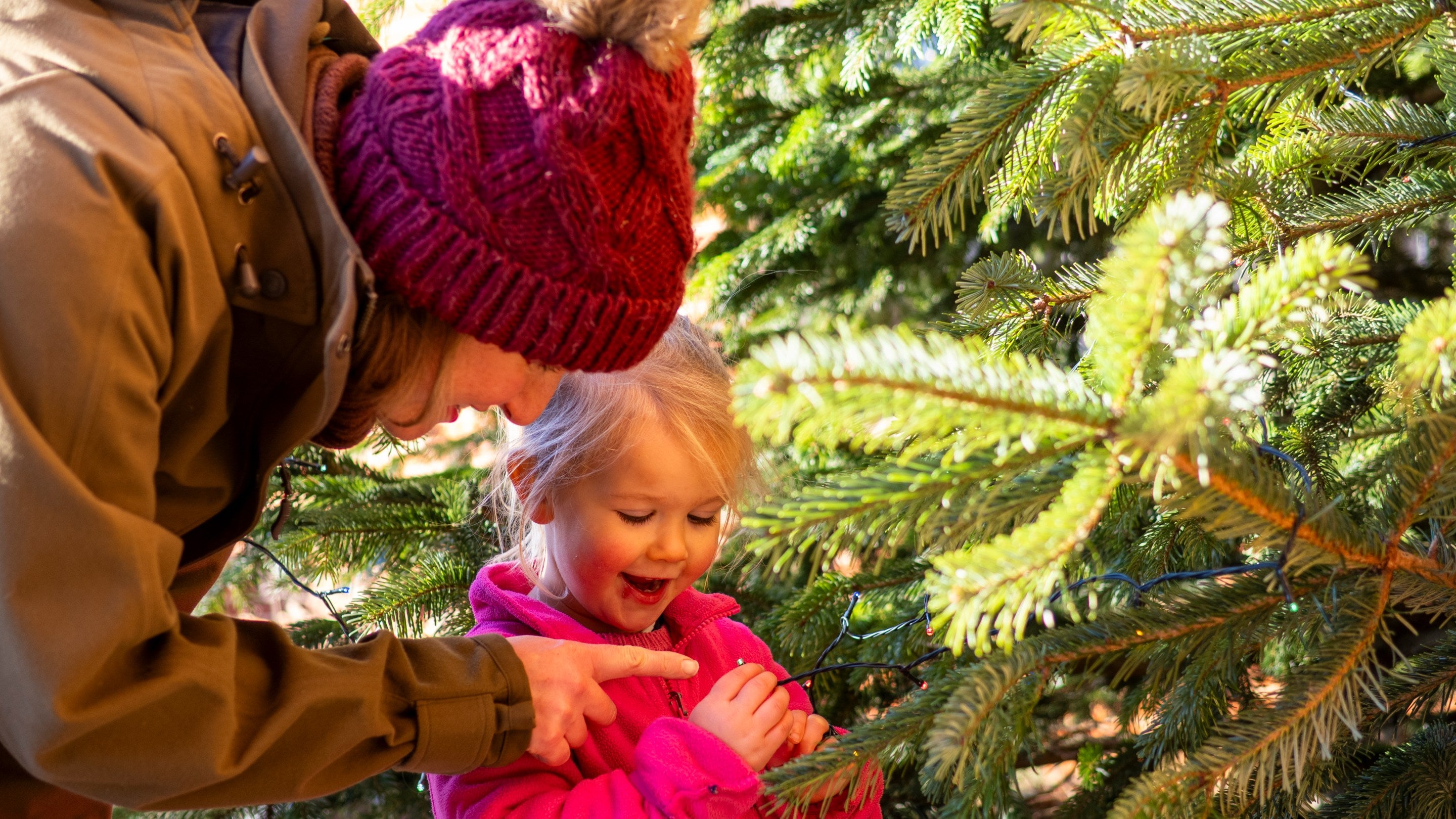 A child and adult explore the twinkling lights and evergreen branches of a Christmas tree during a festive visit to Felbrigg.
