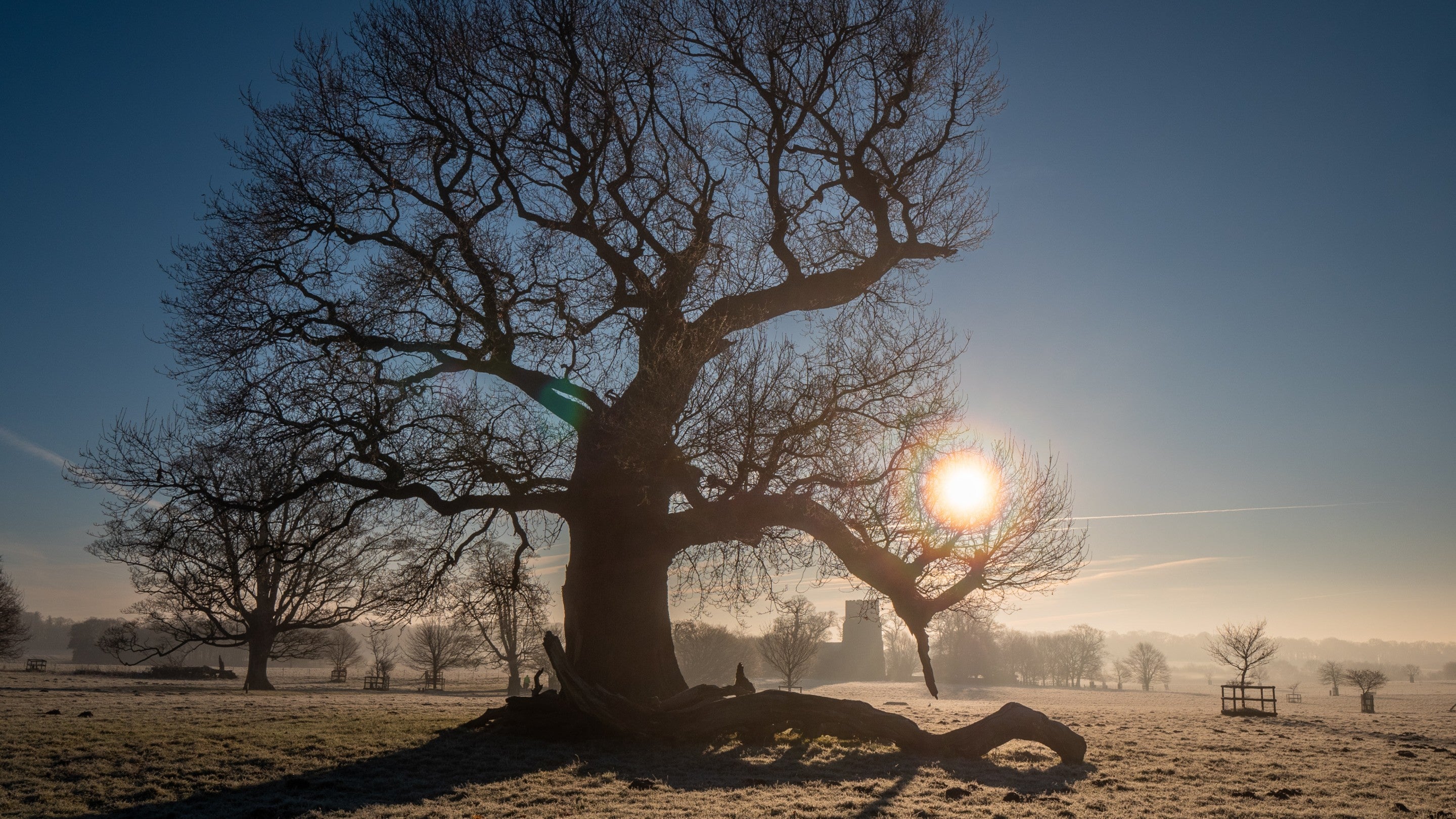 A bare tree in winter with the low winter sun behind it at Felbrigg Hall, Gardens and Estate, Norfolk