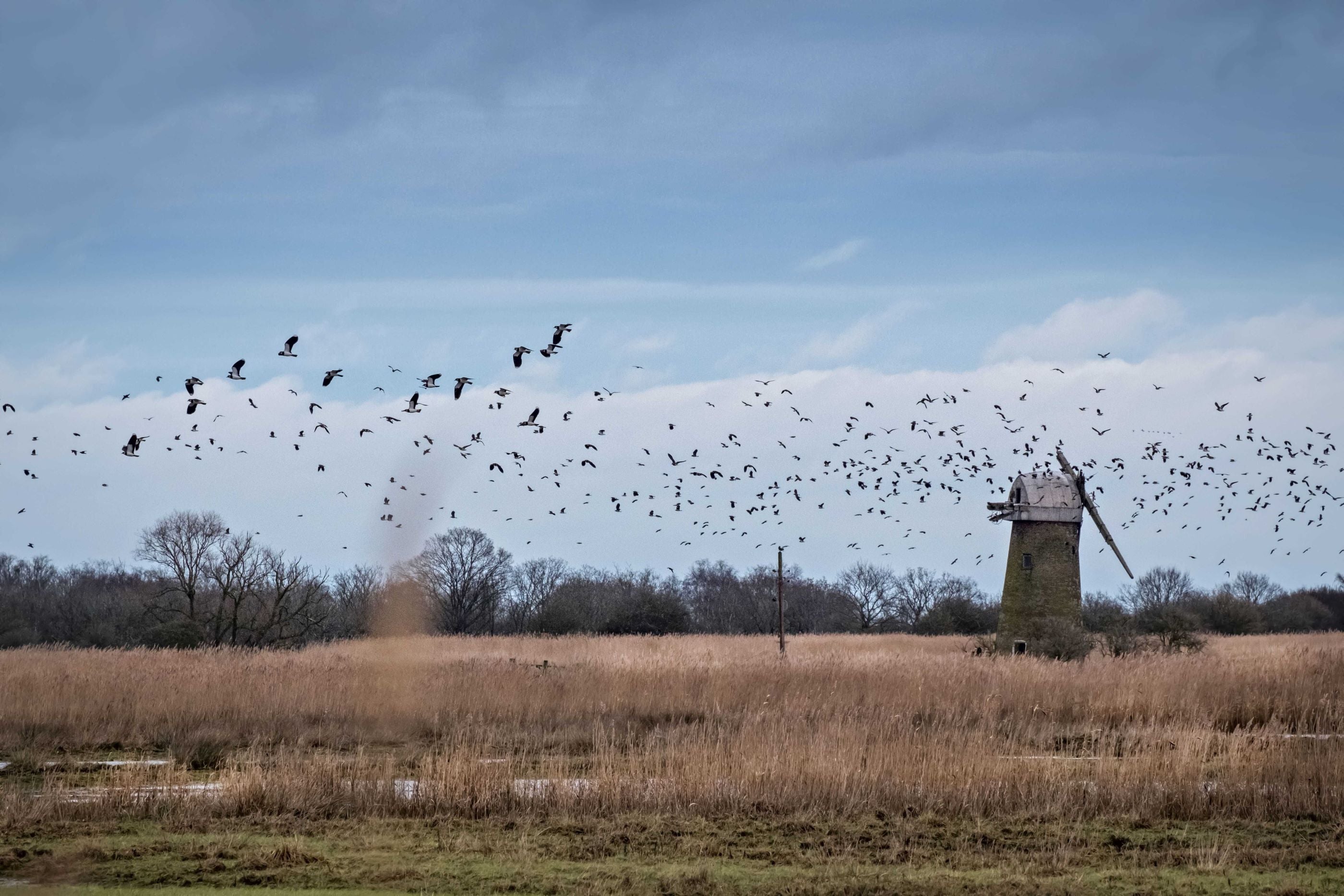 A deceit of lapwings in front of Eelfleet Mill on Heigham Holmes.
