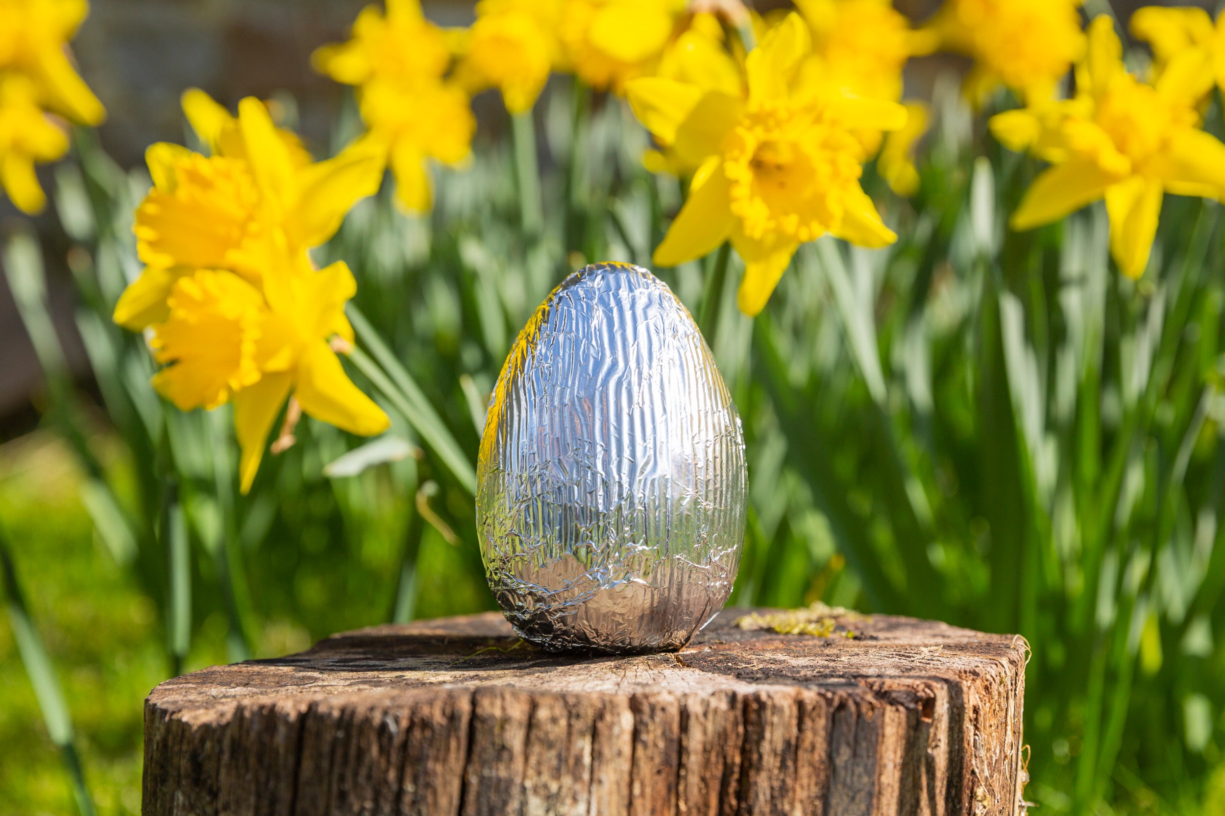 Easter egg with daffodils in the background