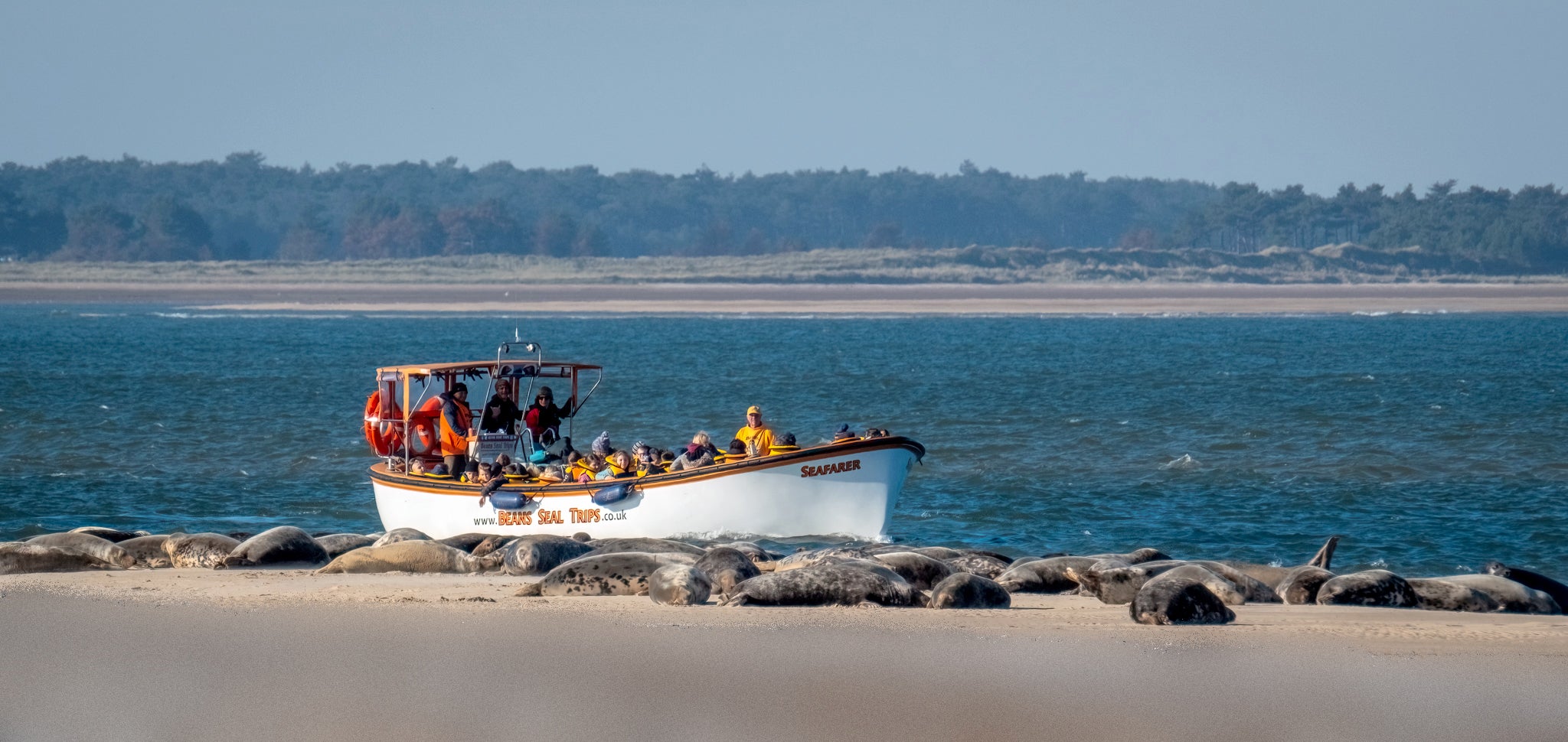Seals on the beach at Blakeney Point in the foreground with one of the local seal boats close to shore.