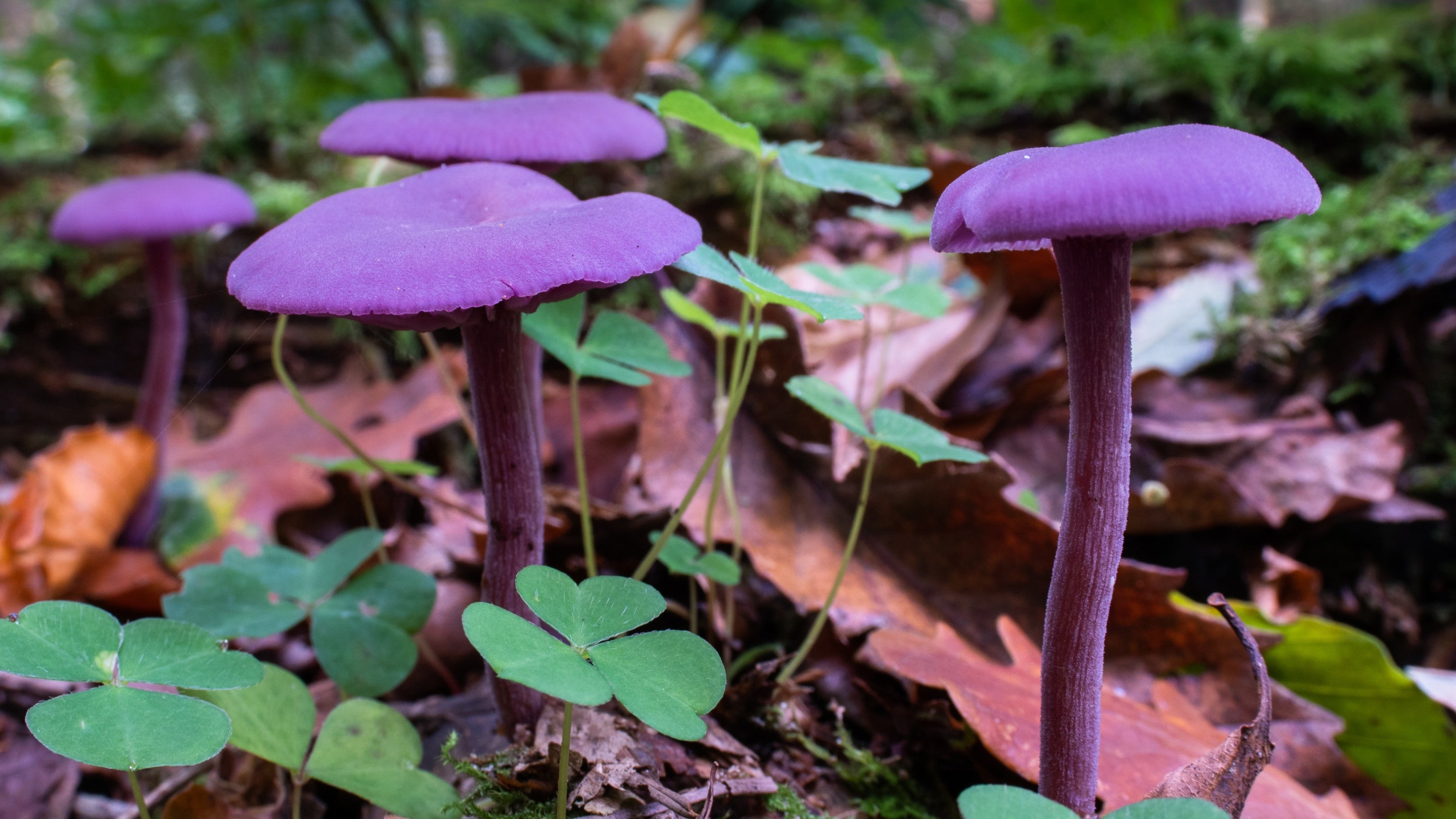 Amethyst deceivers at Sheringham Park, Norfolk