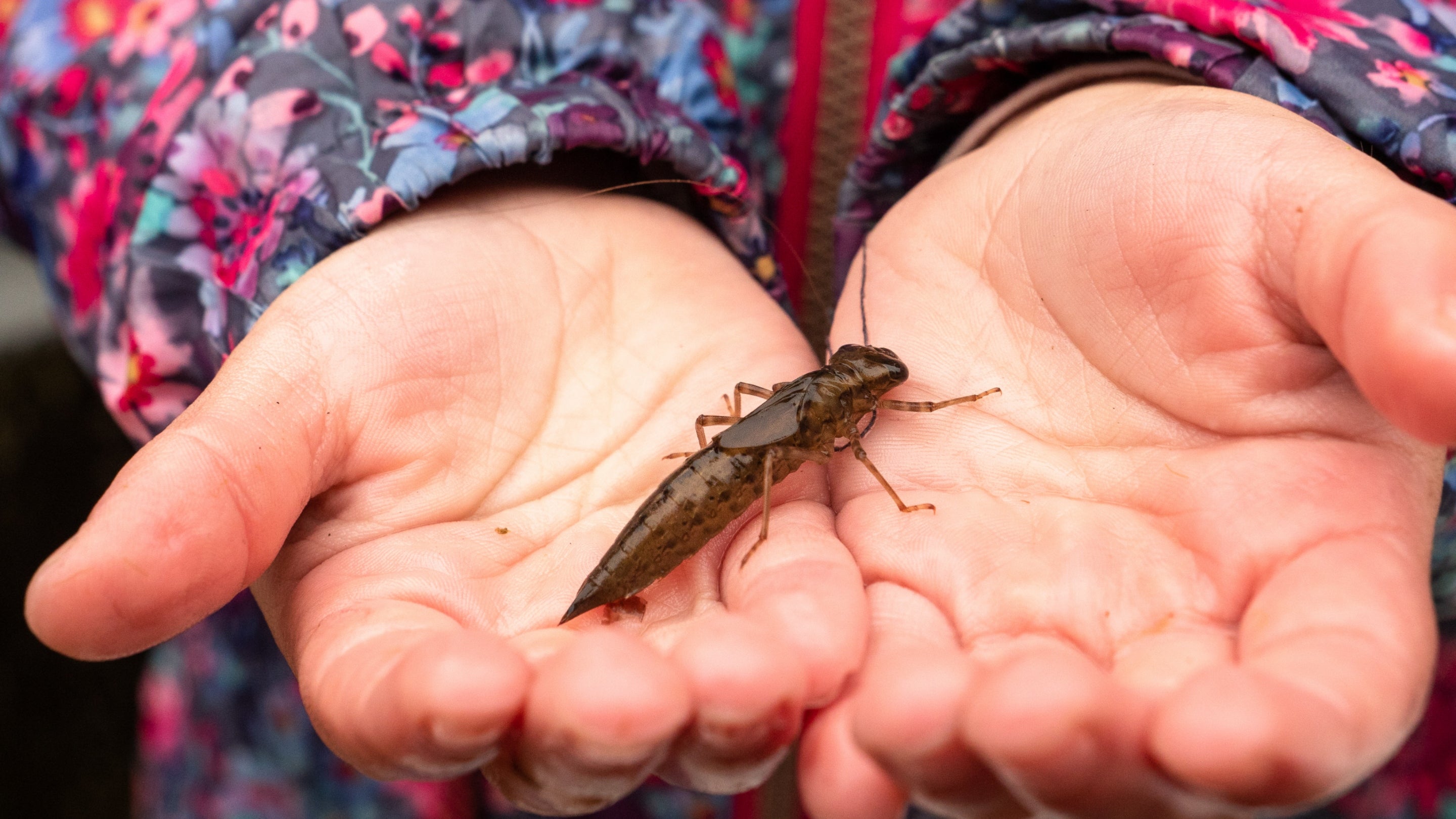 Child holding a dragonfly nymph at Sheringham Park