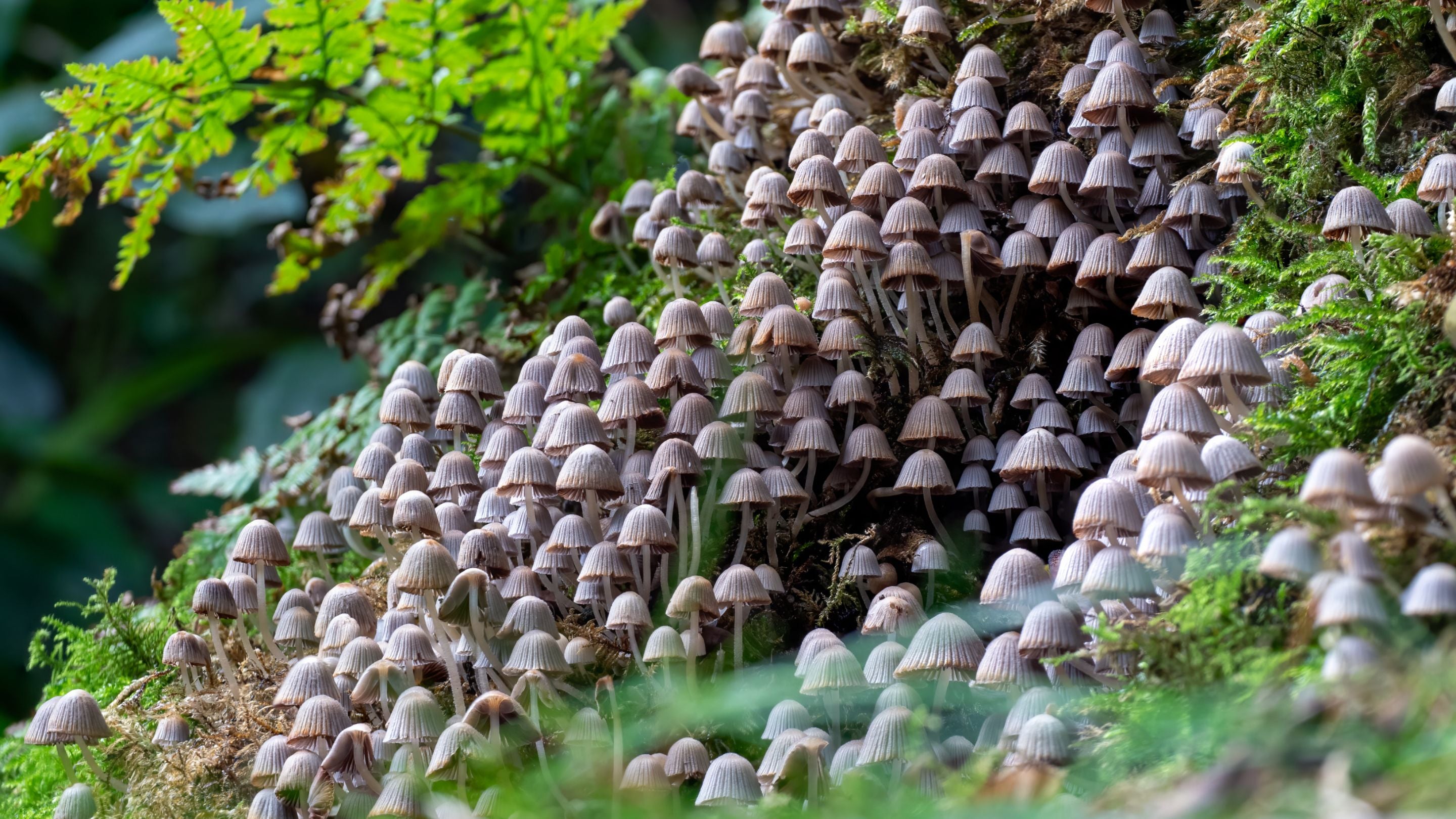 Hundreds of tiny fairy inkcap mushrooms clustered at the base of a tree trunk at Sheringham Park, Norfolk