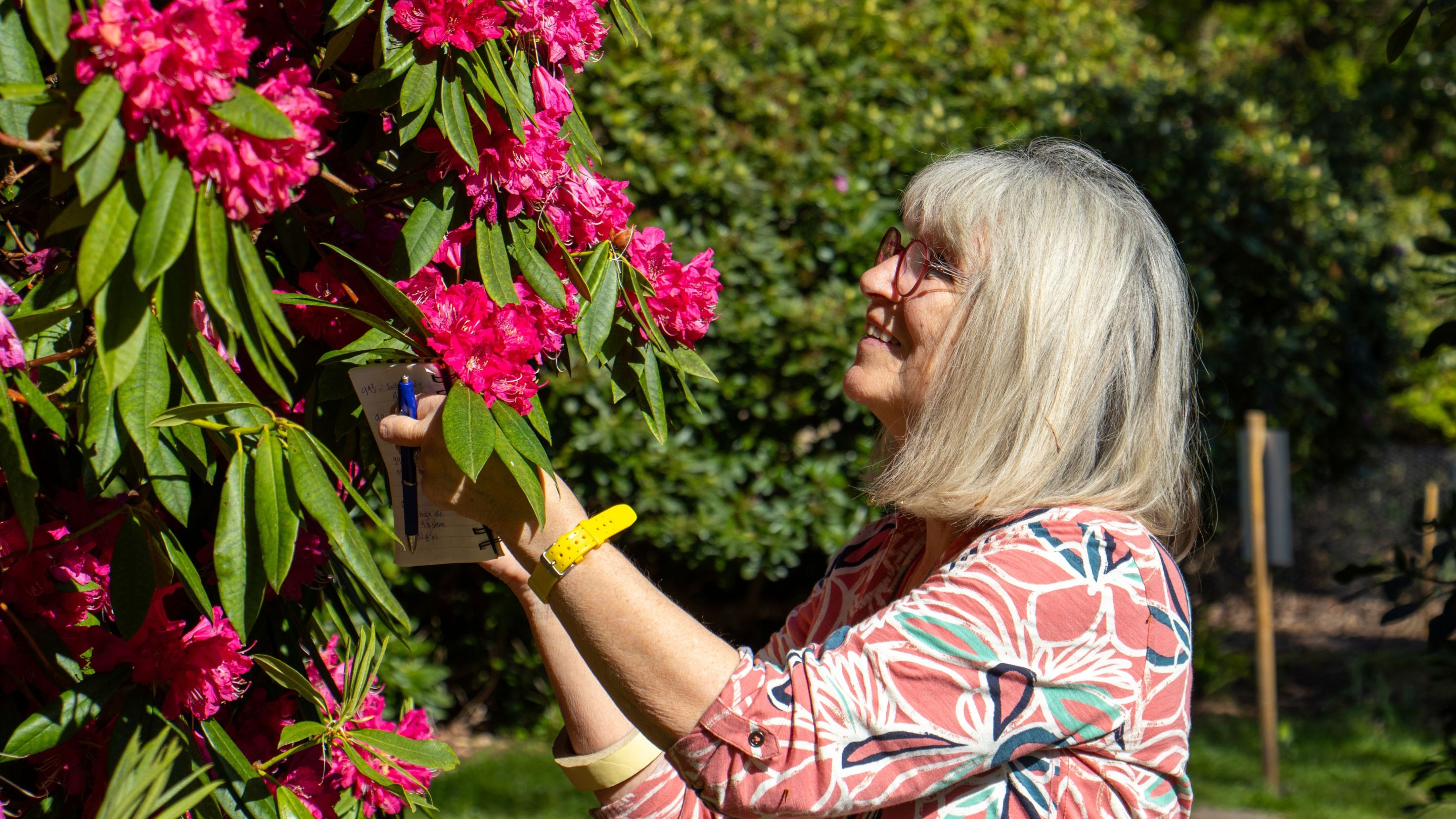 Beverley Lear inspecting a pink rhododendron flower in Sheringham Park