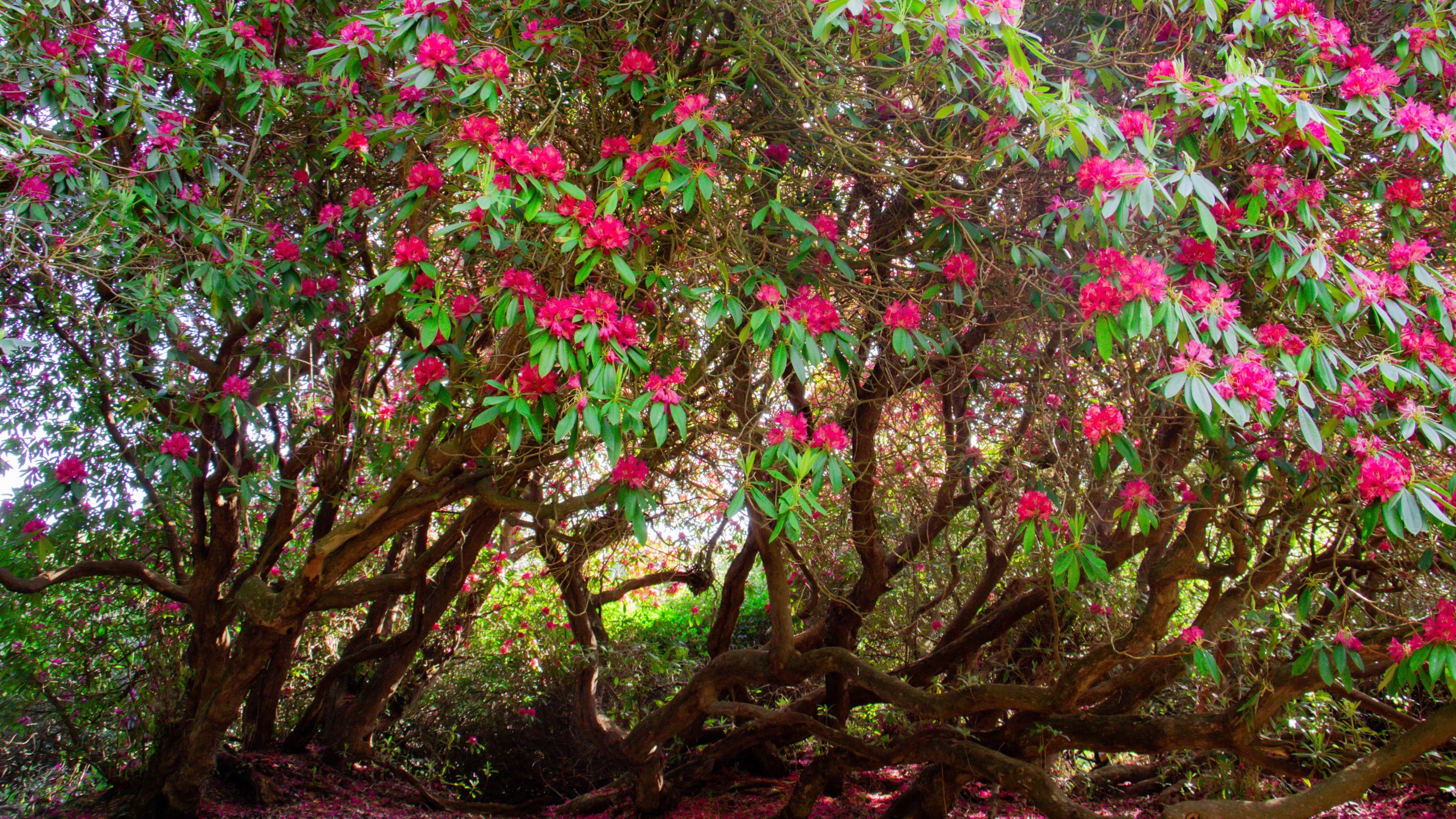 One of the Cornish Red rhododendrons thought to have been planted in the 1830s