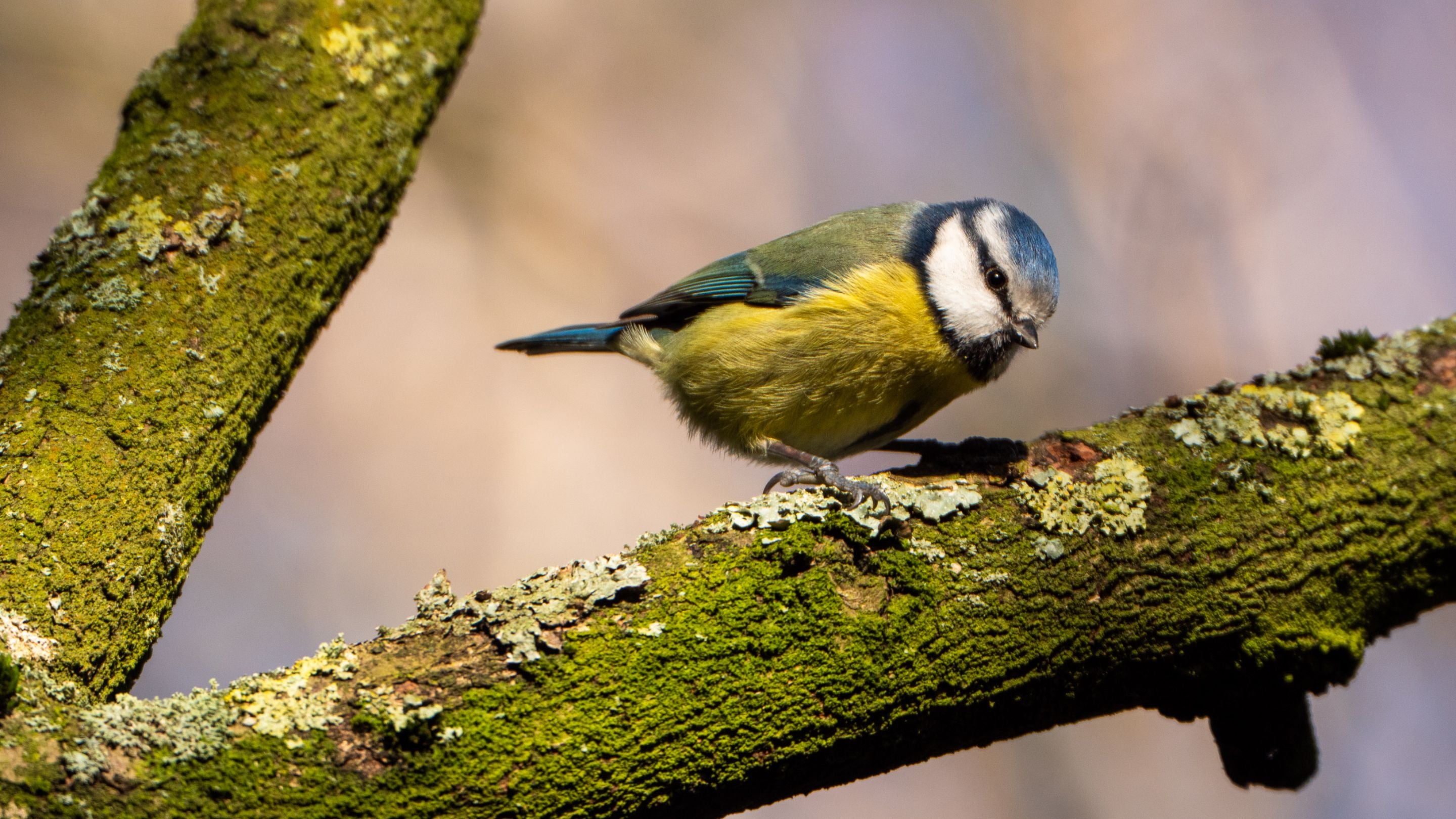 Blue tit on a branch at Sheringham Park, Norfolk