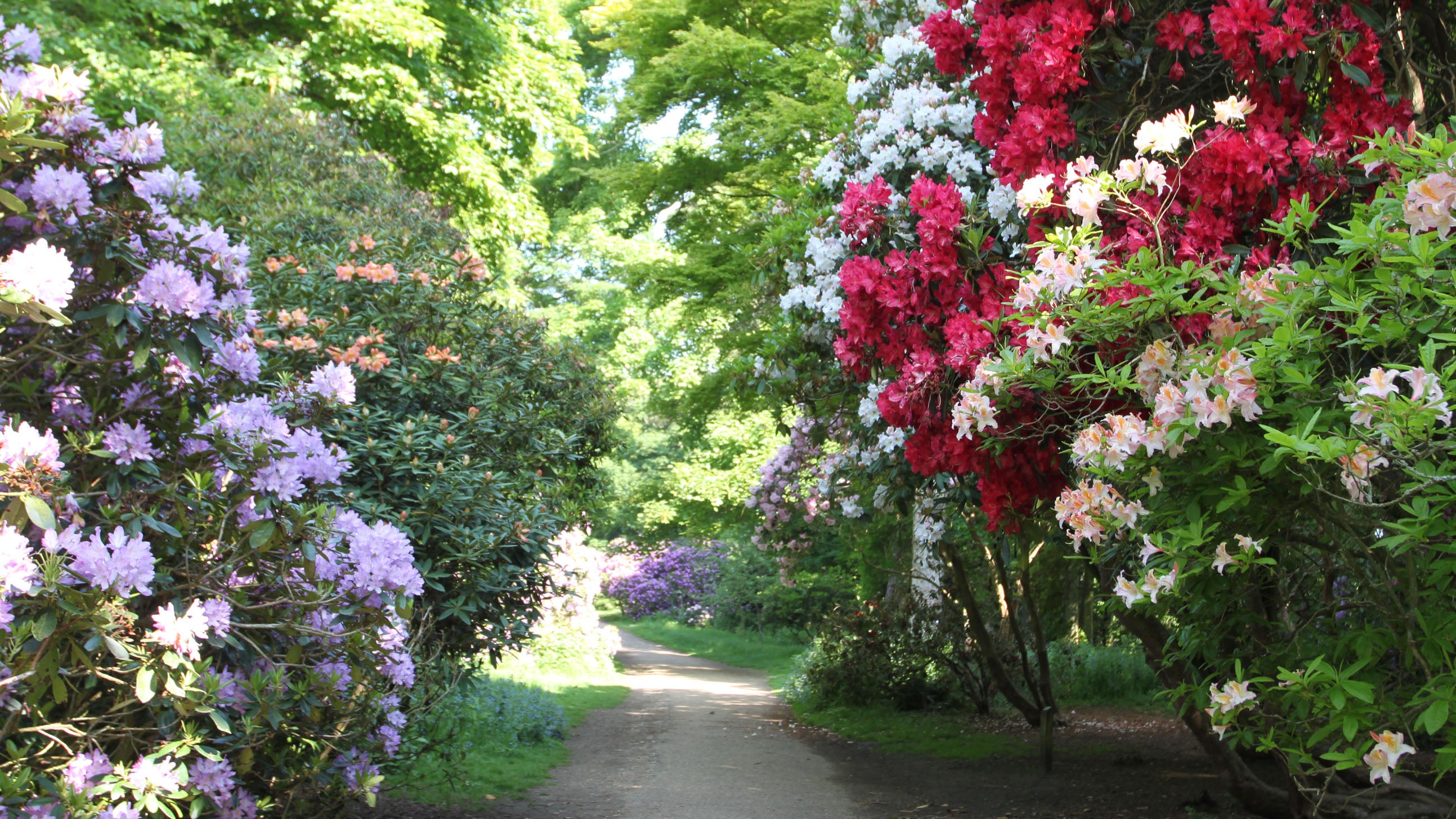 Sheringham Park rhododendrons flowering on either side of the main drive
