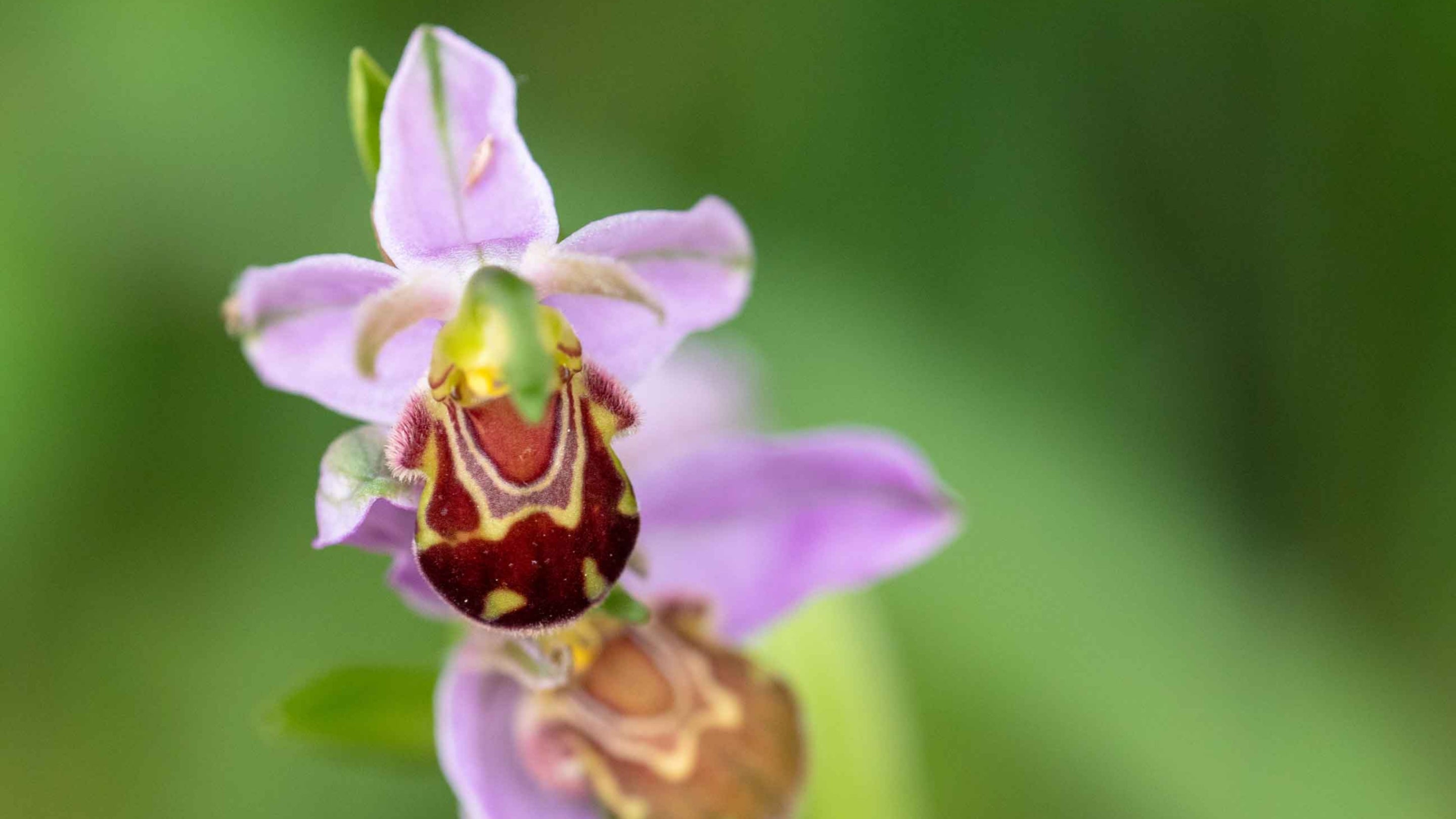 Bee orchid at Sheringham Park, Norfolk