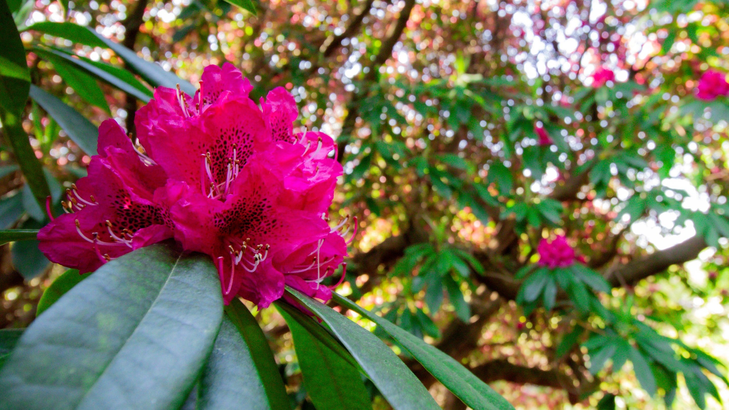 Cornish Red rhododendron, Sheringham Park.