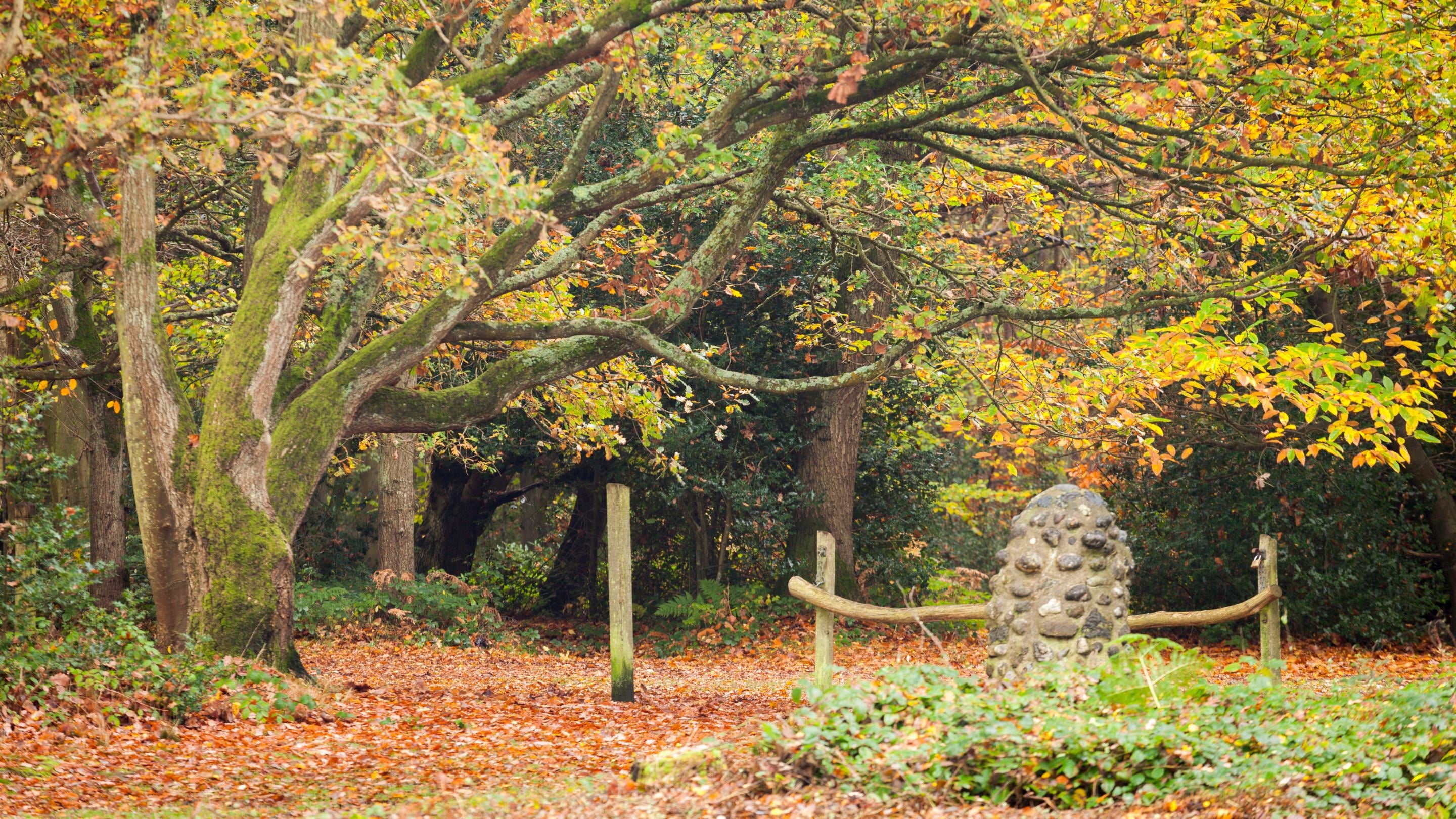 Autumn leaves carpeting the ground under trees