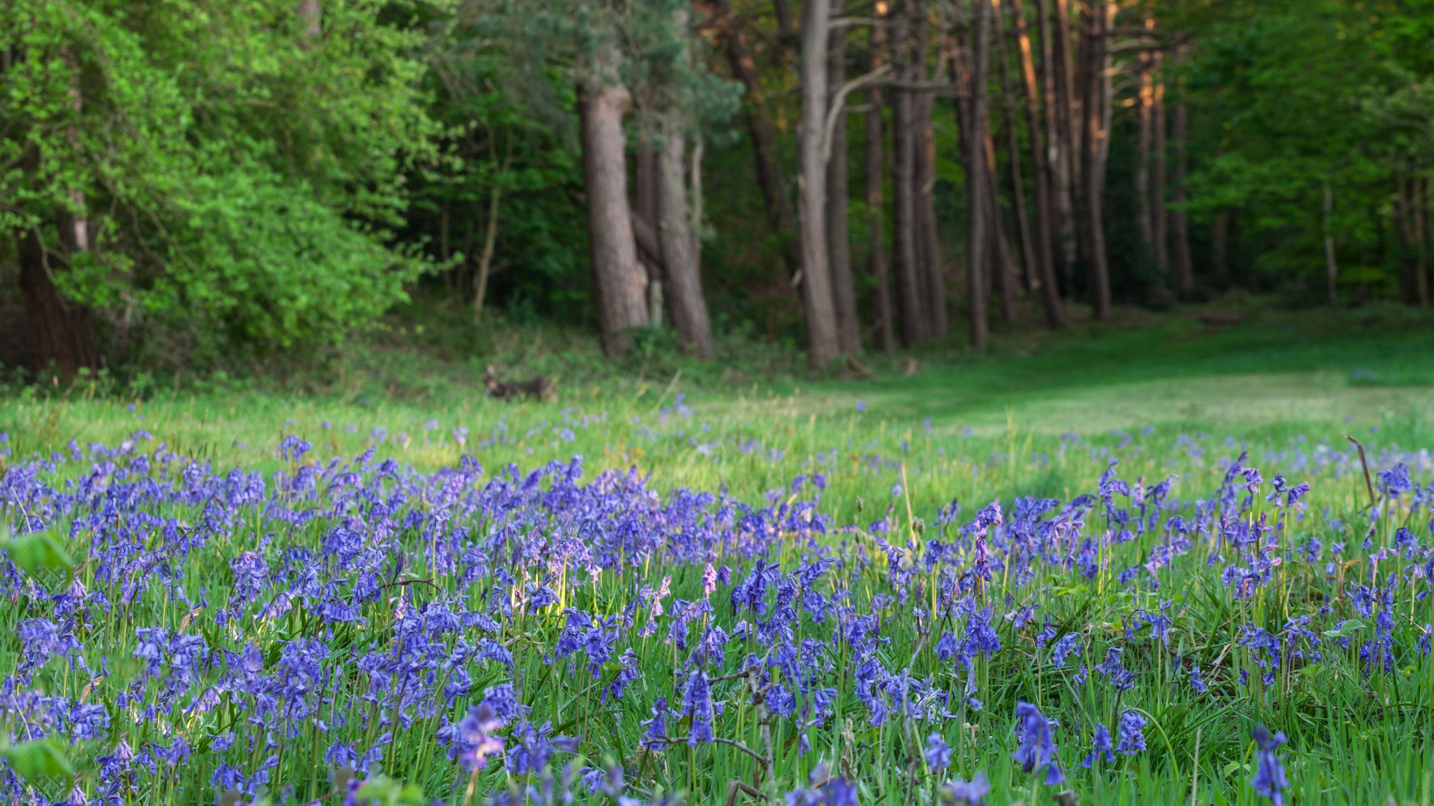 Bluebells in Spring woodland at West Runton