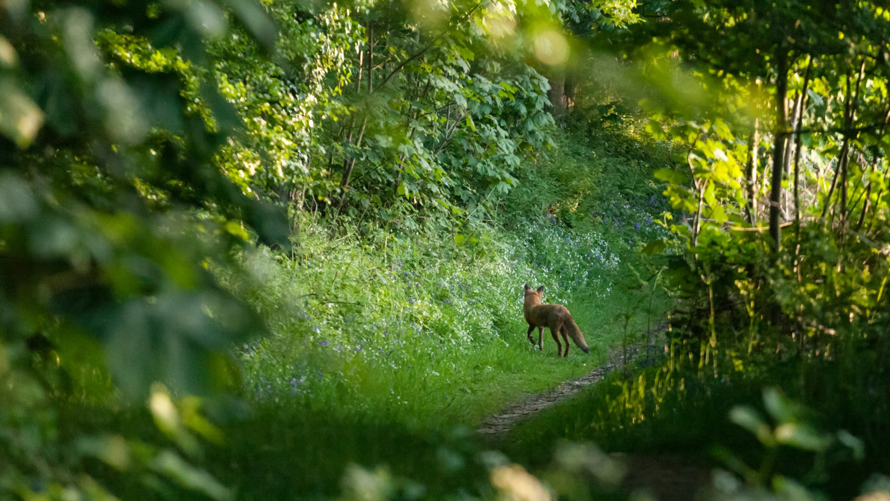Fox in spring woodland at West Runton, Norfolk