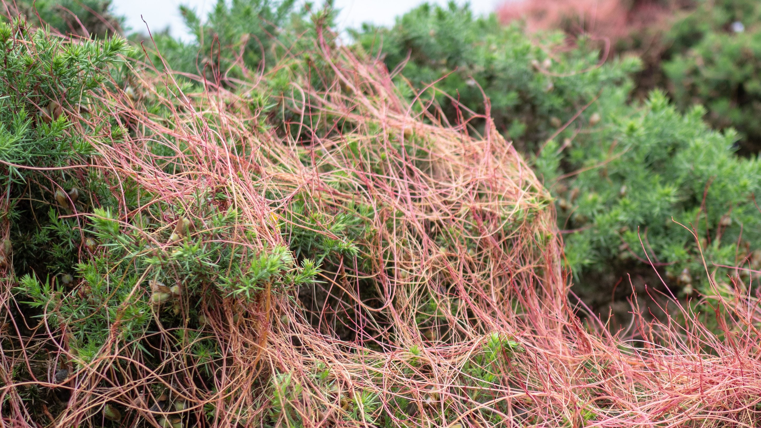 The red strands of dodder on gorse bushes at Incleborough Hill