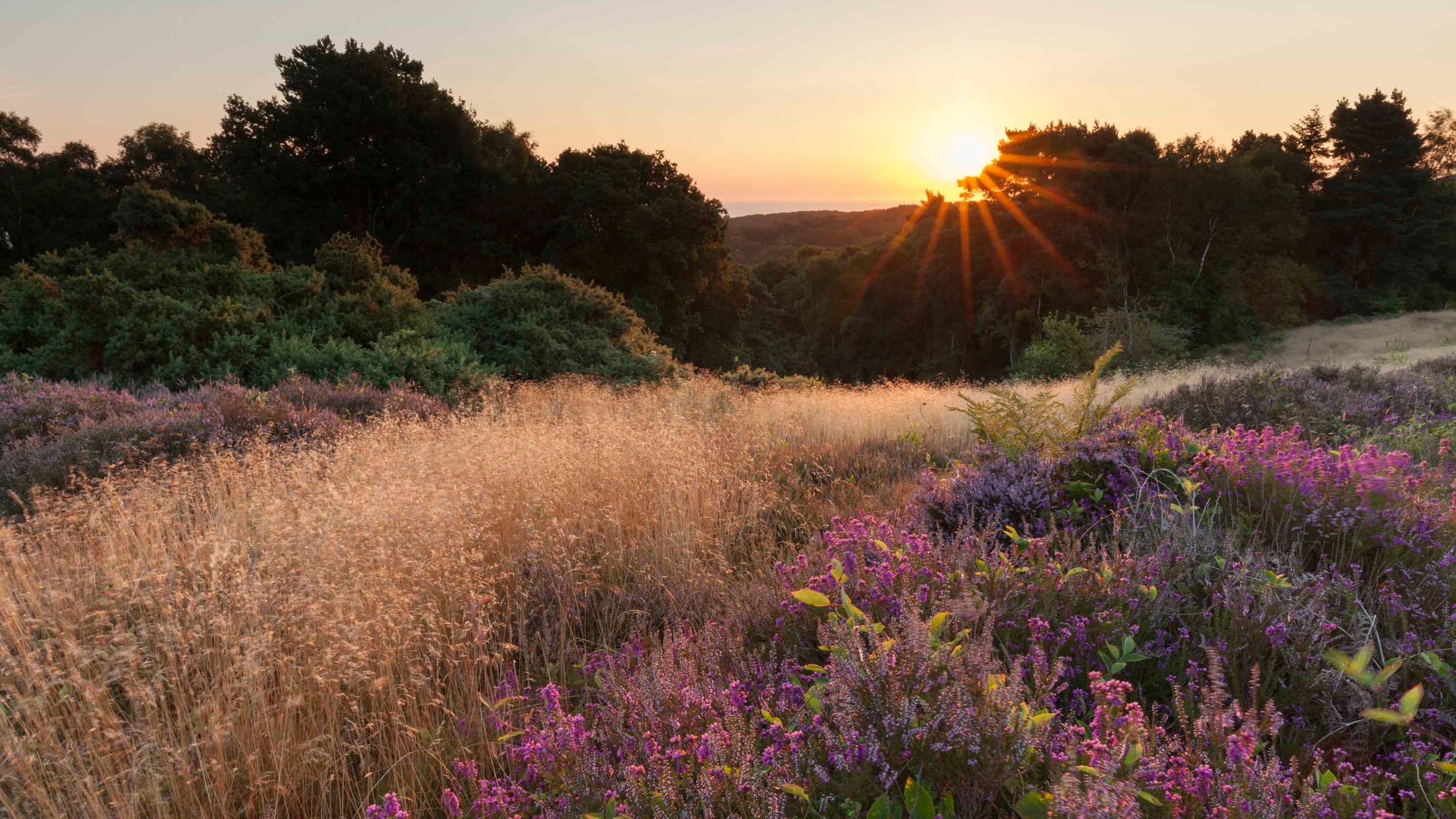 The heath in summer at West Runton, Norfolk