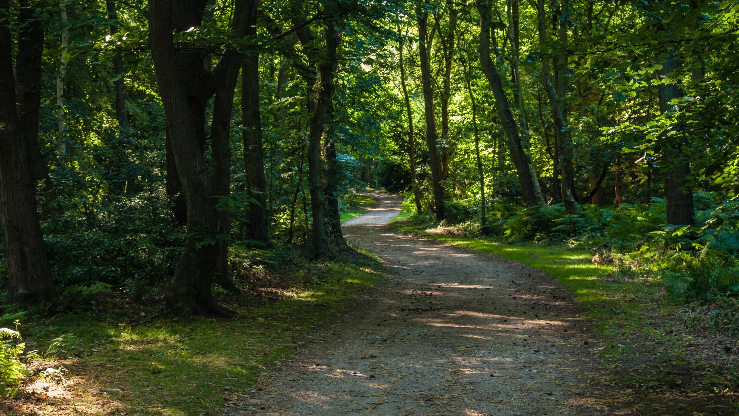 Sun shining through the leaves of trees onto a path through the trees