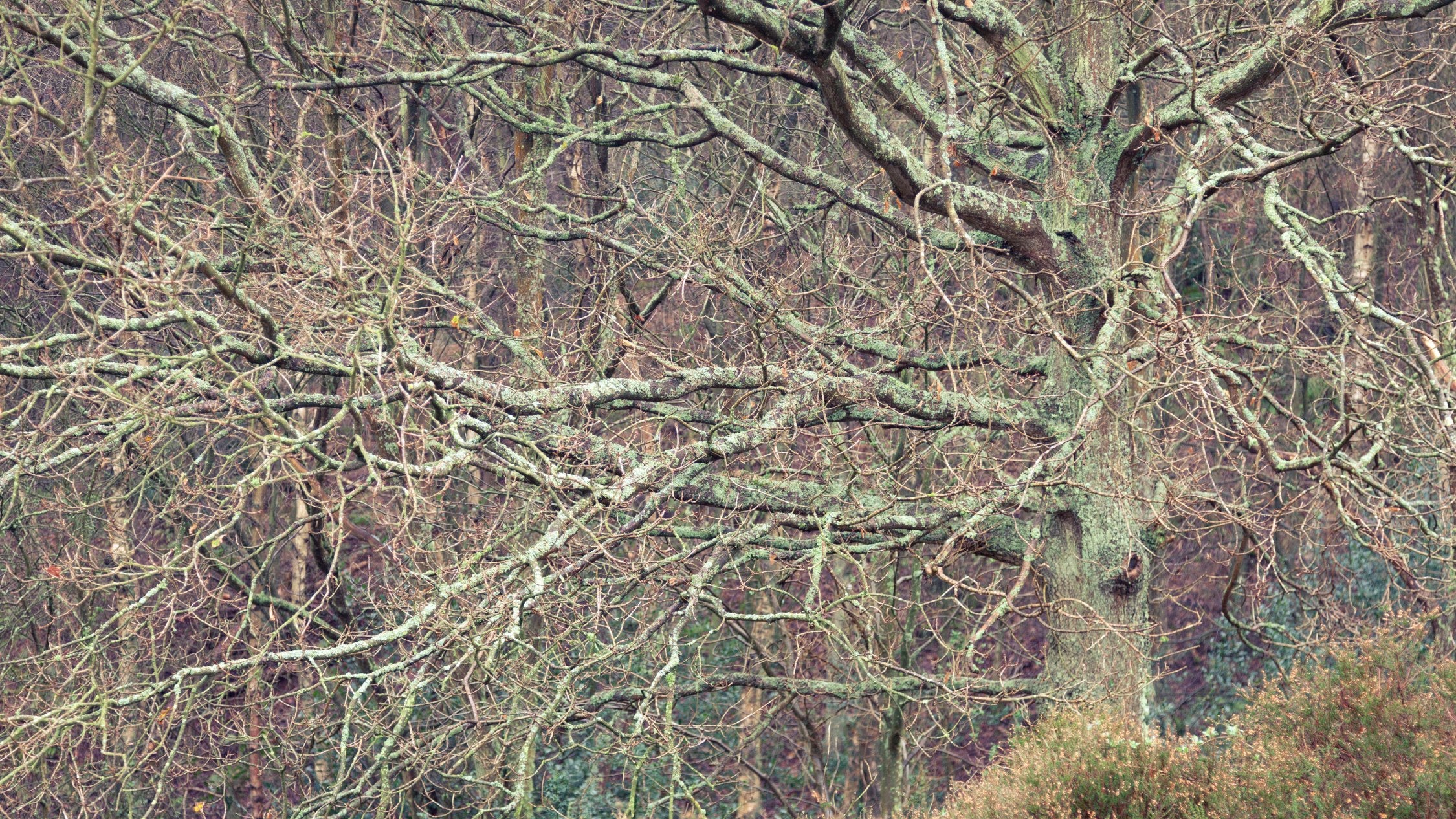 Looking at bare trees in winter at West Runton, Norfolk