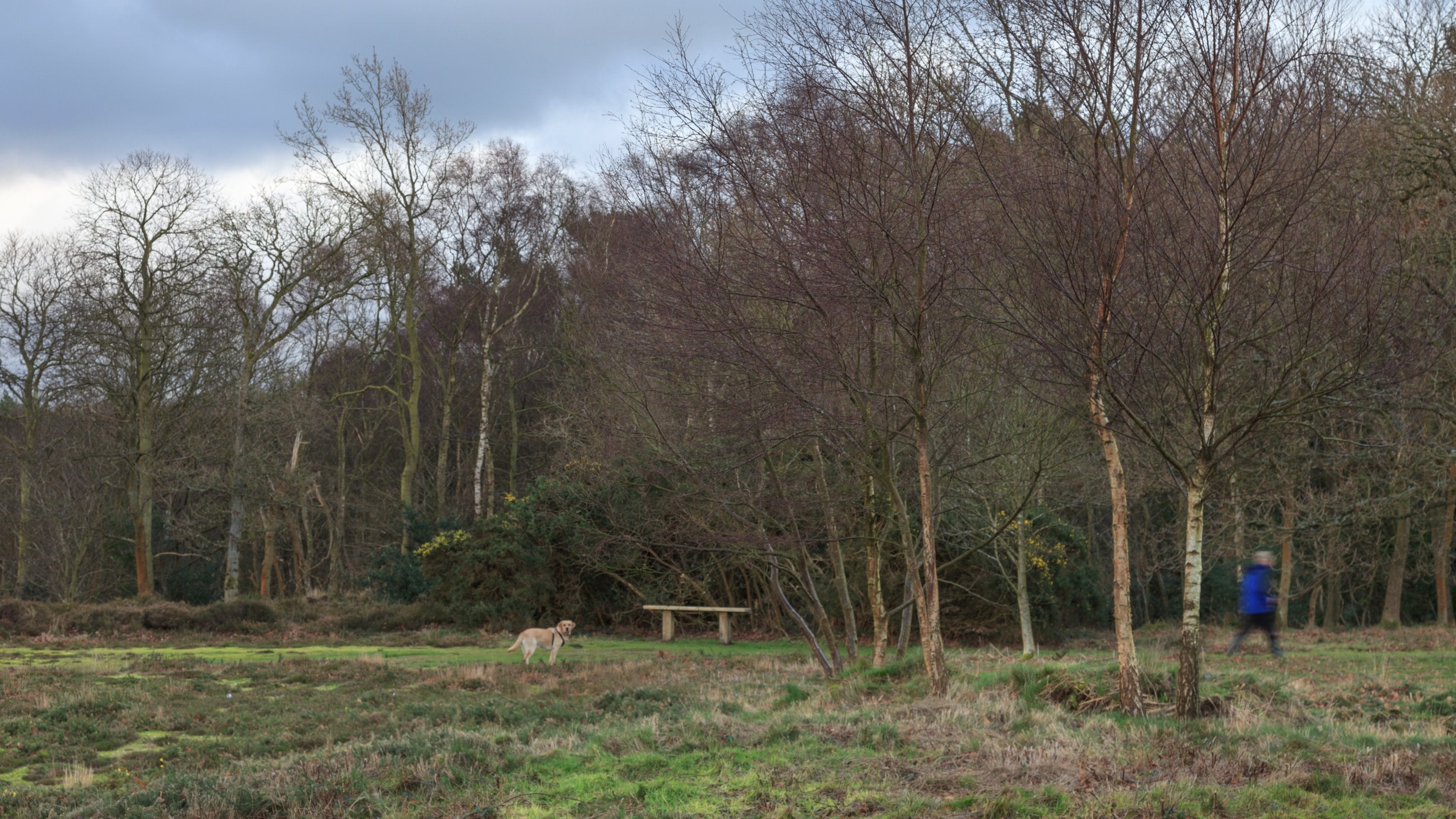 Dog walker on winter heath West Runton