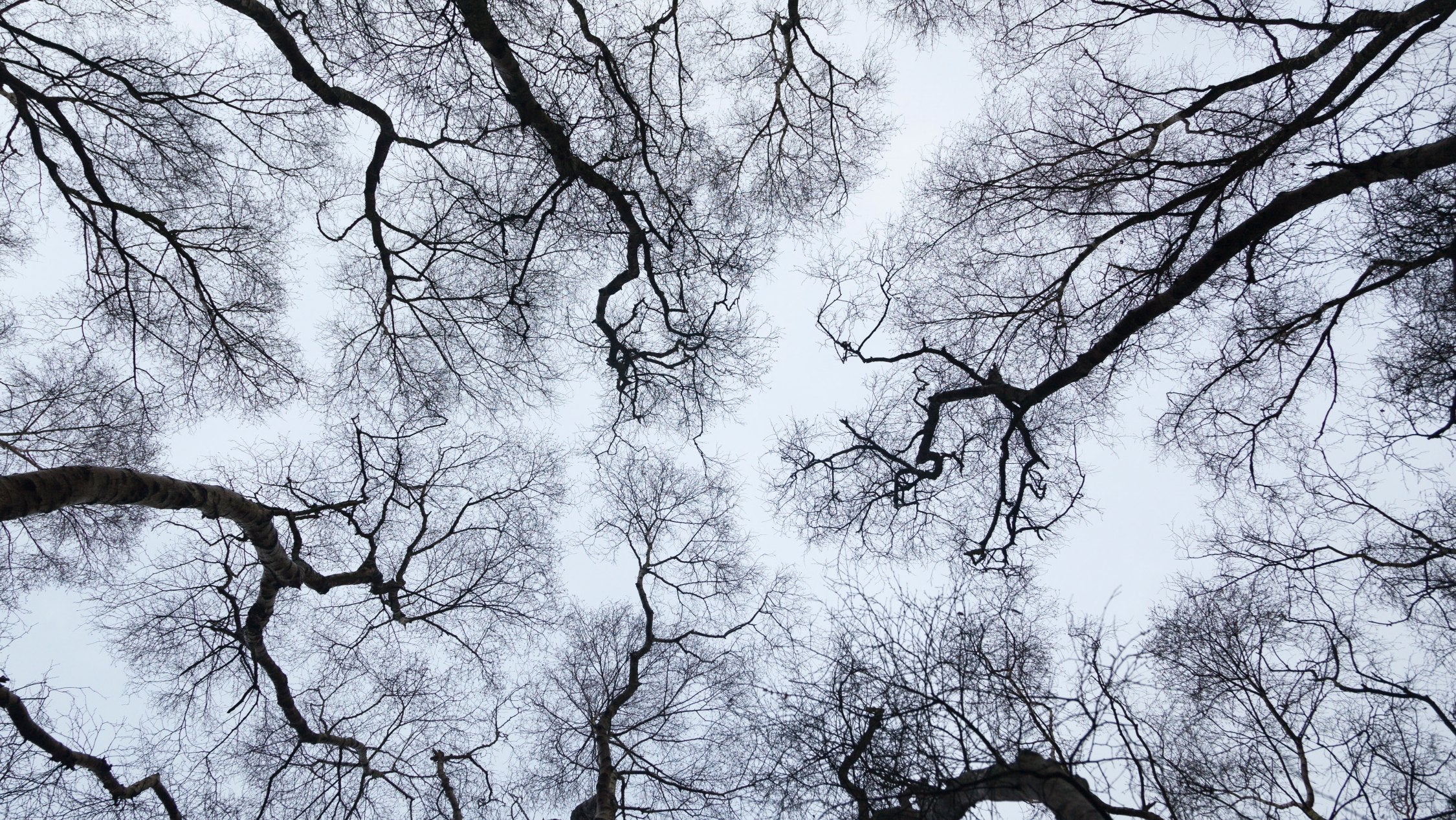 Looking up at bare trees against a winter sky at West Runton, Norfolk