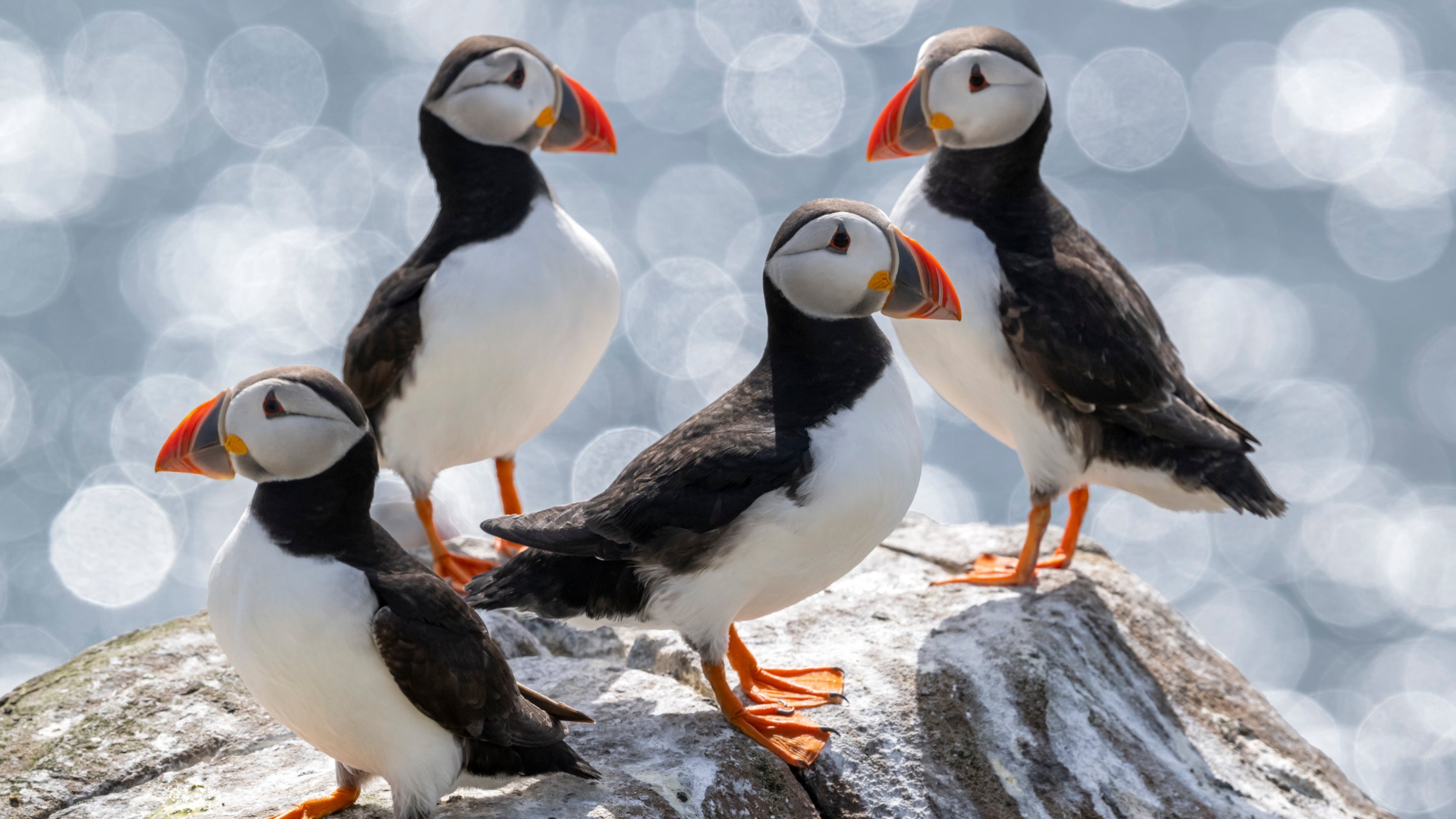 Puffins standing on a rock on the Farne Islands, Northumberland