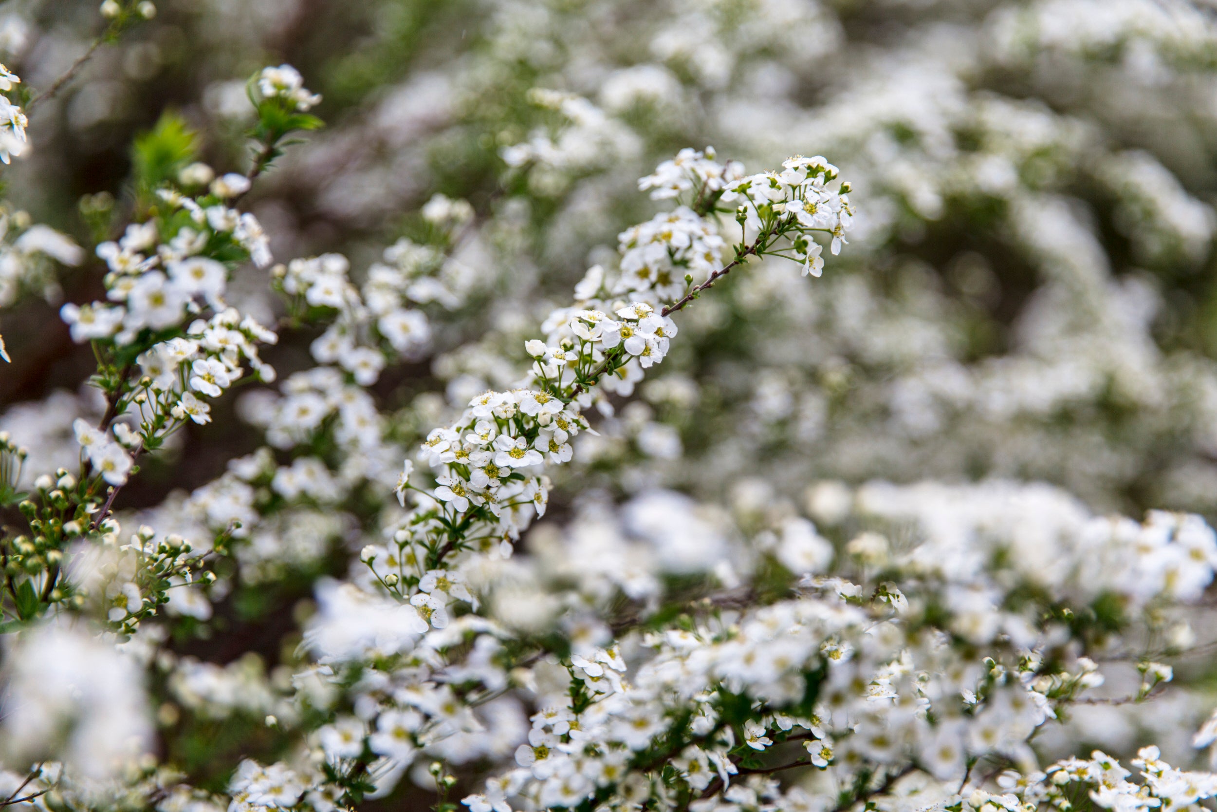 Blossom at Crook Hall Gardens