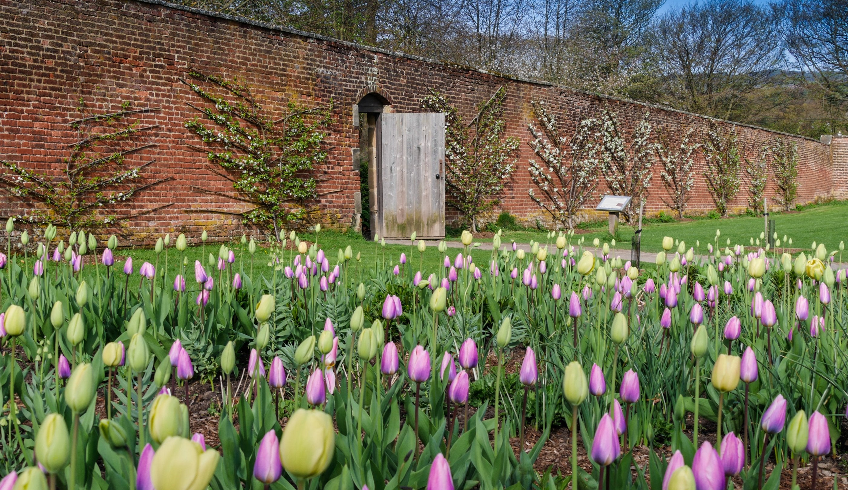 Tulips at Gibside, Tyne & Wear