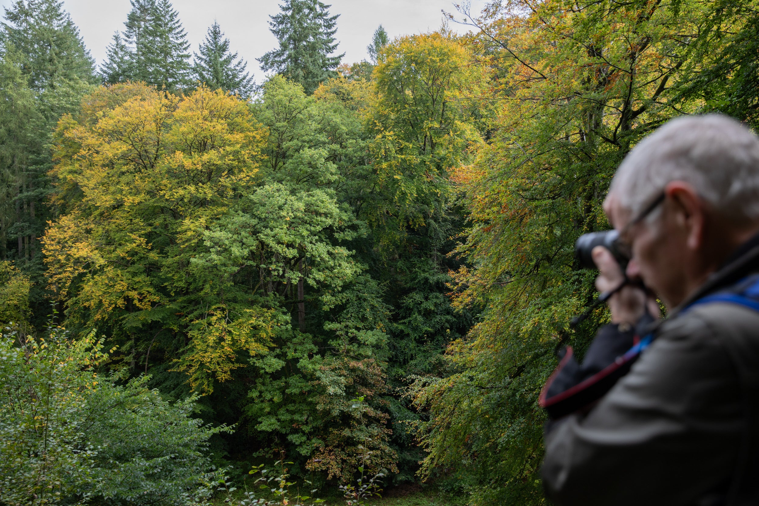 A photographer photographs autumn colour in the trees at Allen Banks