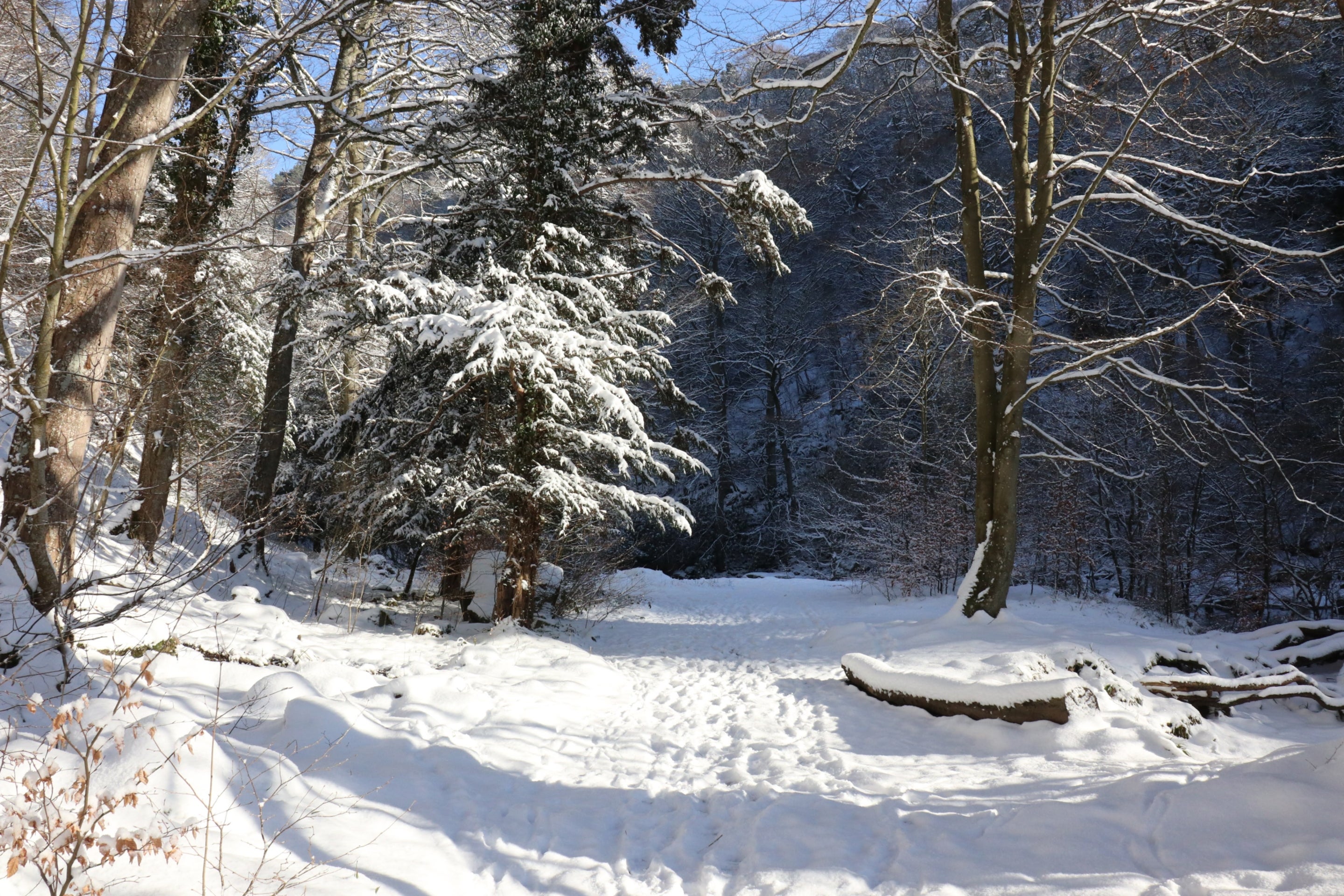 Trees at Allen Banks & Staward Gorge in snow