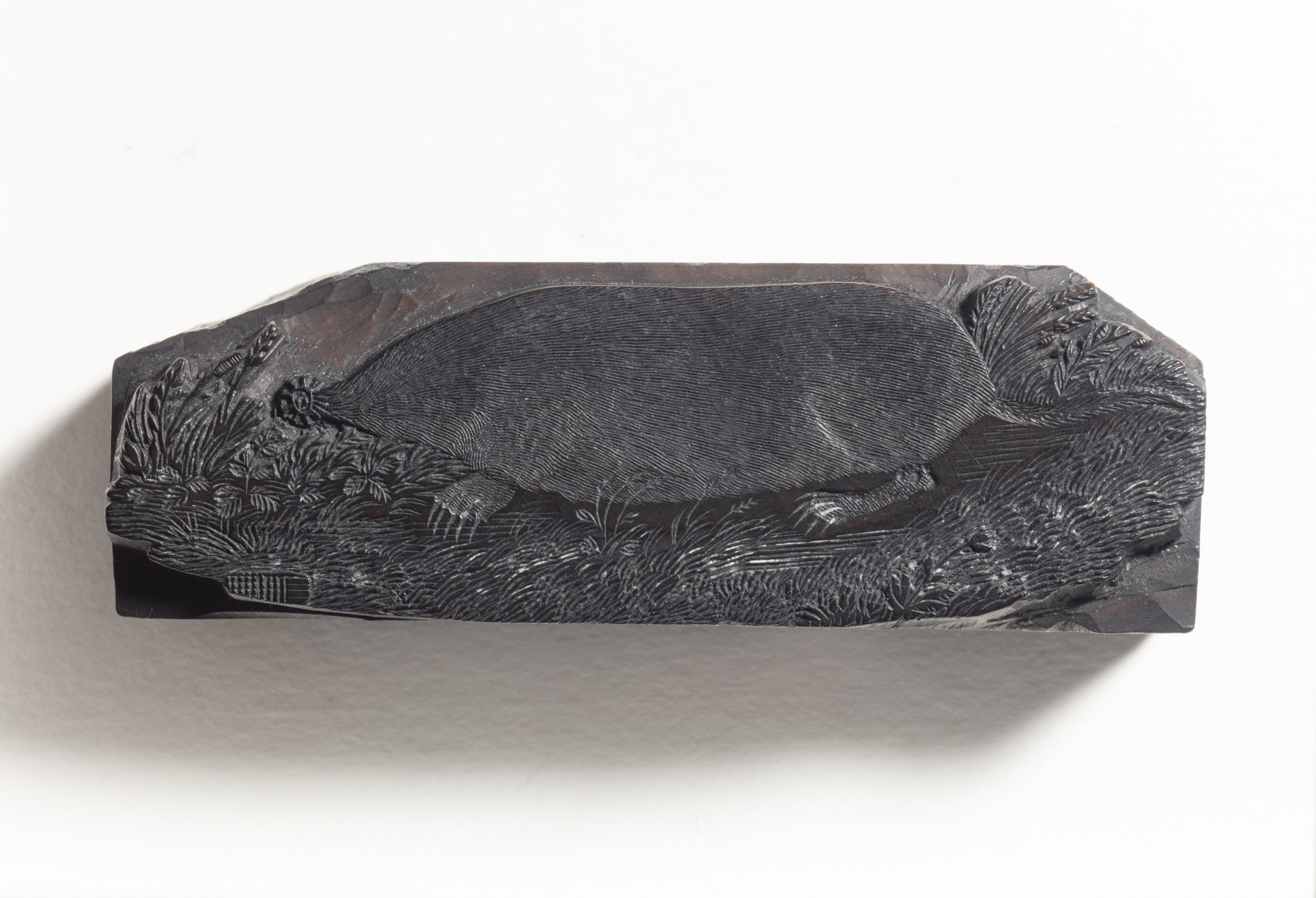 Boxwood printing block with a mole carved into it, used by Thomas Bewick